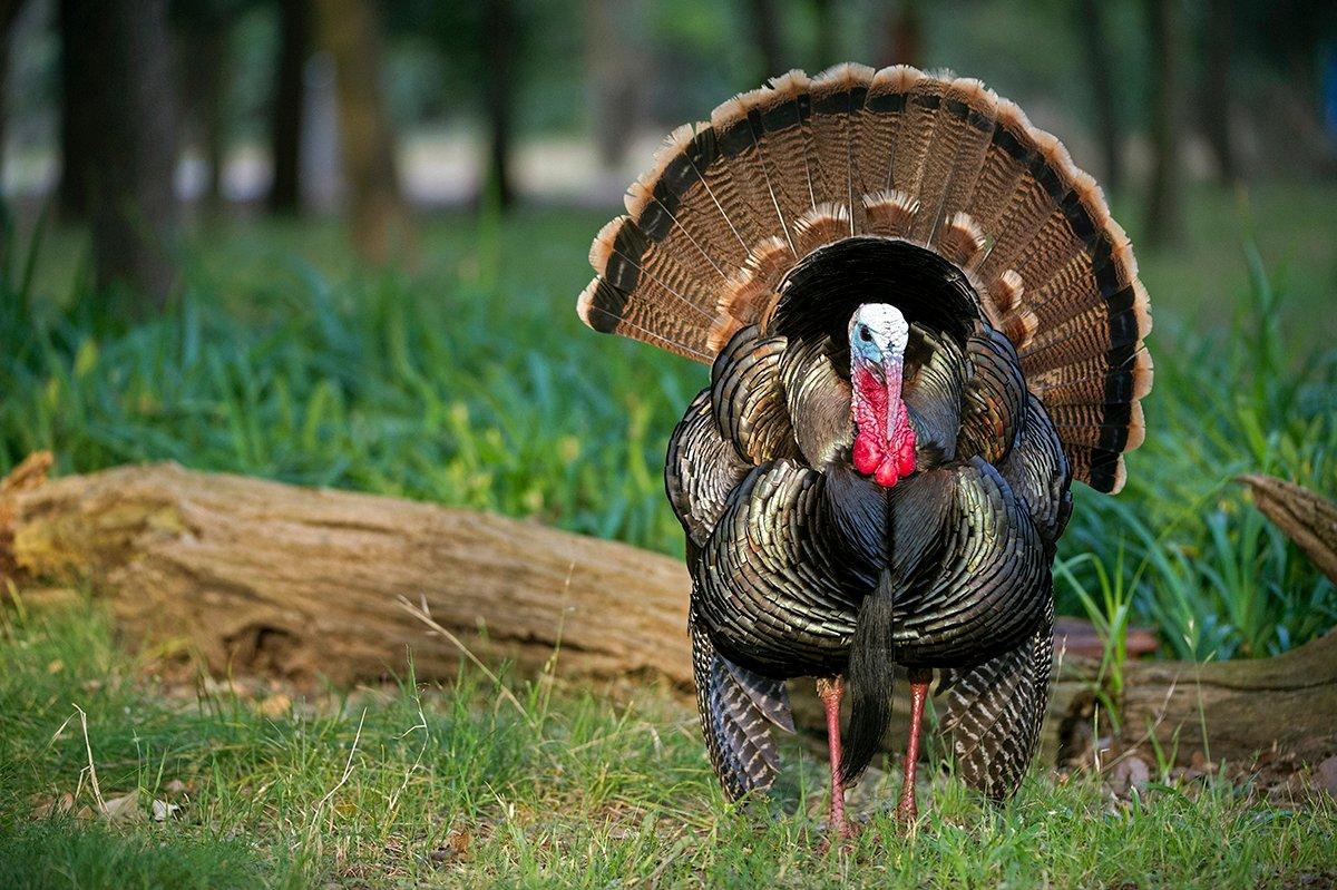 As the West goes, we're looking at turkey hunting opportunities in Colorado, Utah, Nevada, California and yes, Hawaii. © Images On The Wildside