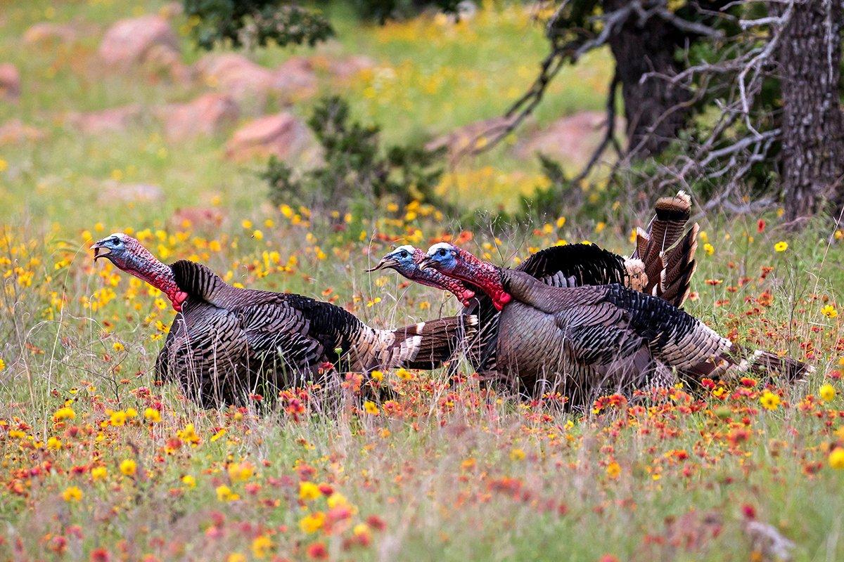 Western gobblers roam some beautiful places. © Images On The Wildside 