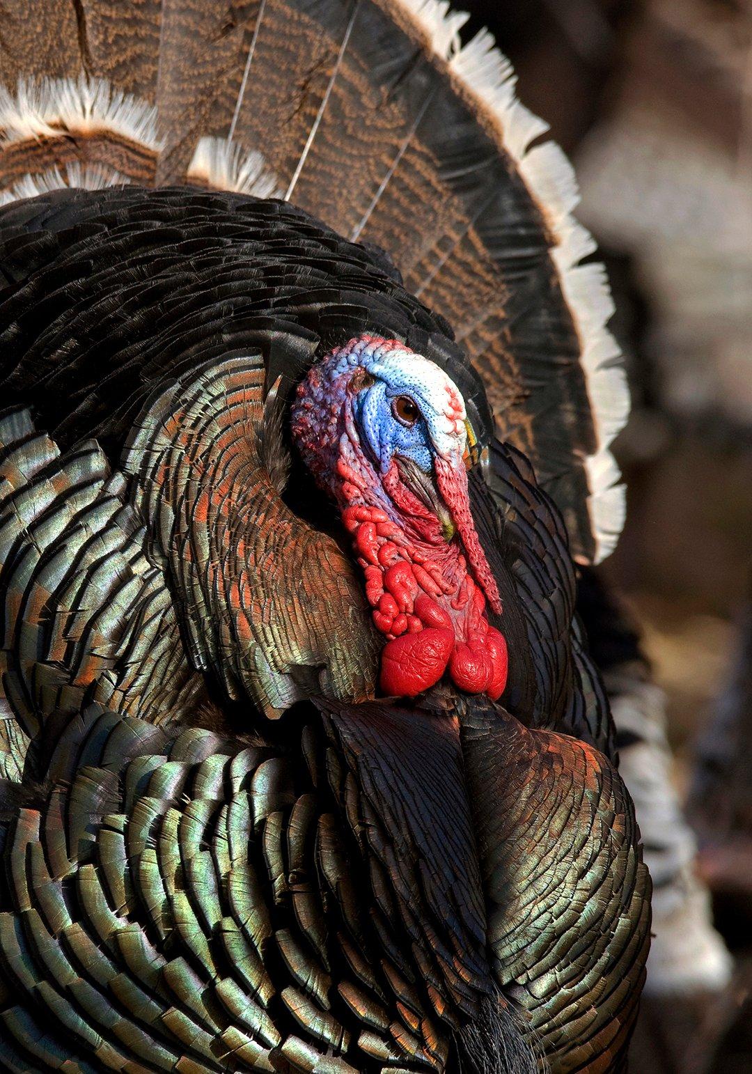 Stateside western gobblers live in some mountainous terrain. © Images On The Wildside 