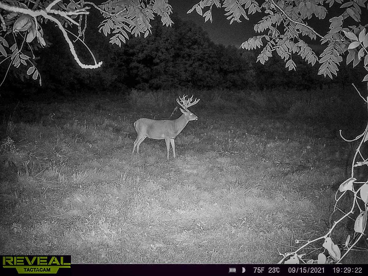 The big buck followed a regular pattern throughout the late summer and early fall, showing up every 6 to 7 days. Image by Ricky Daugherty