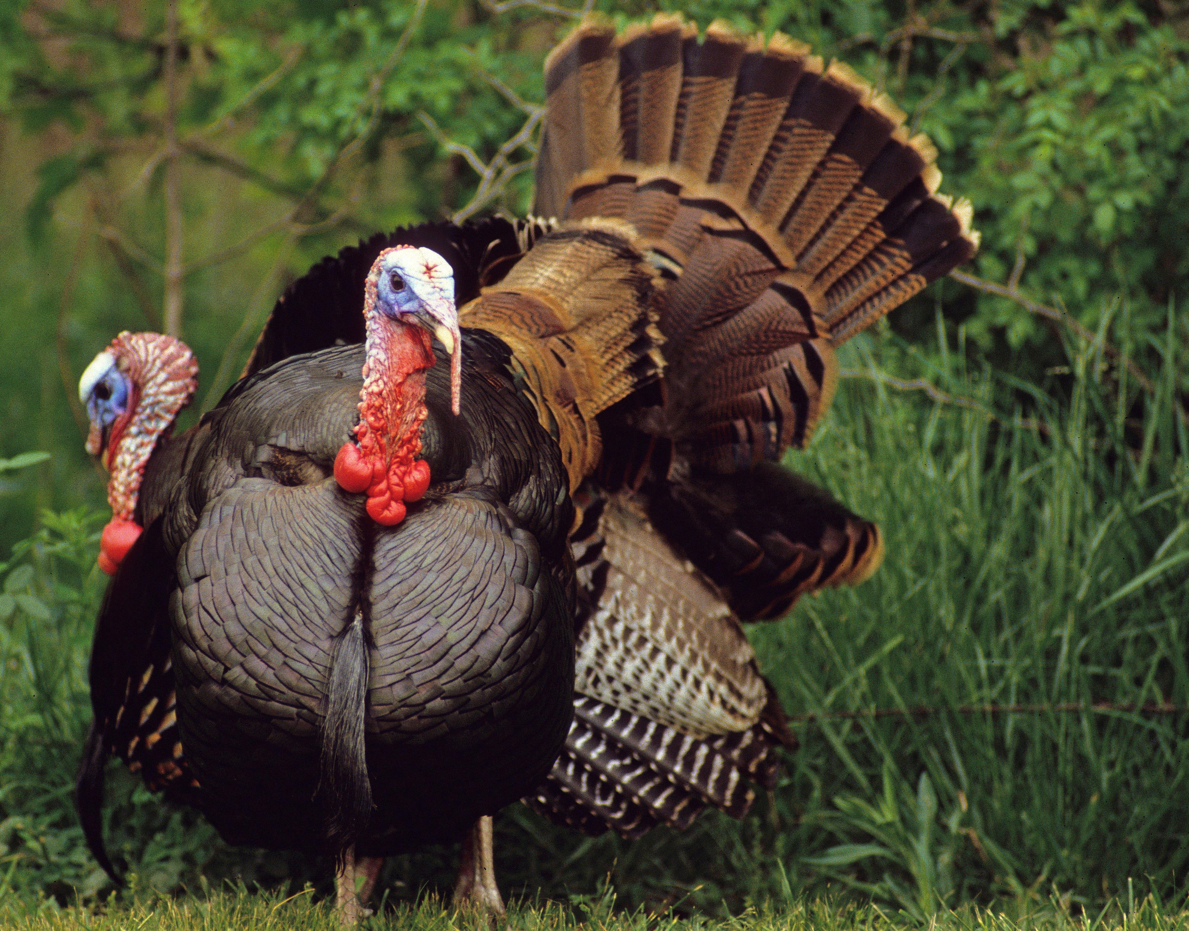 Image: 28ga_gobblers