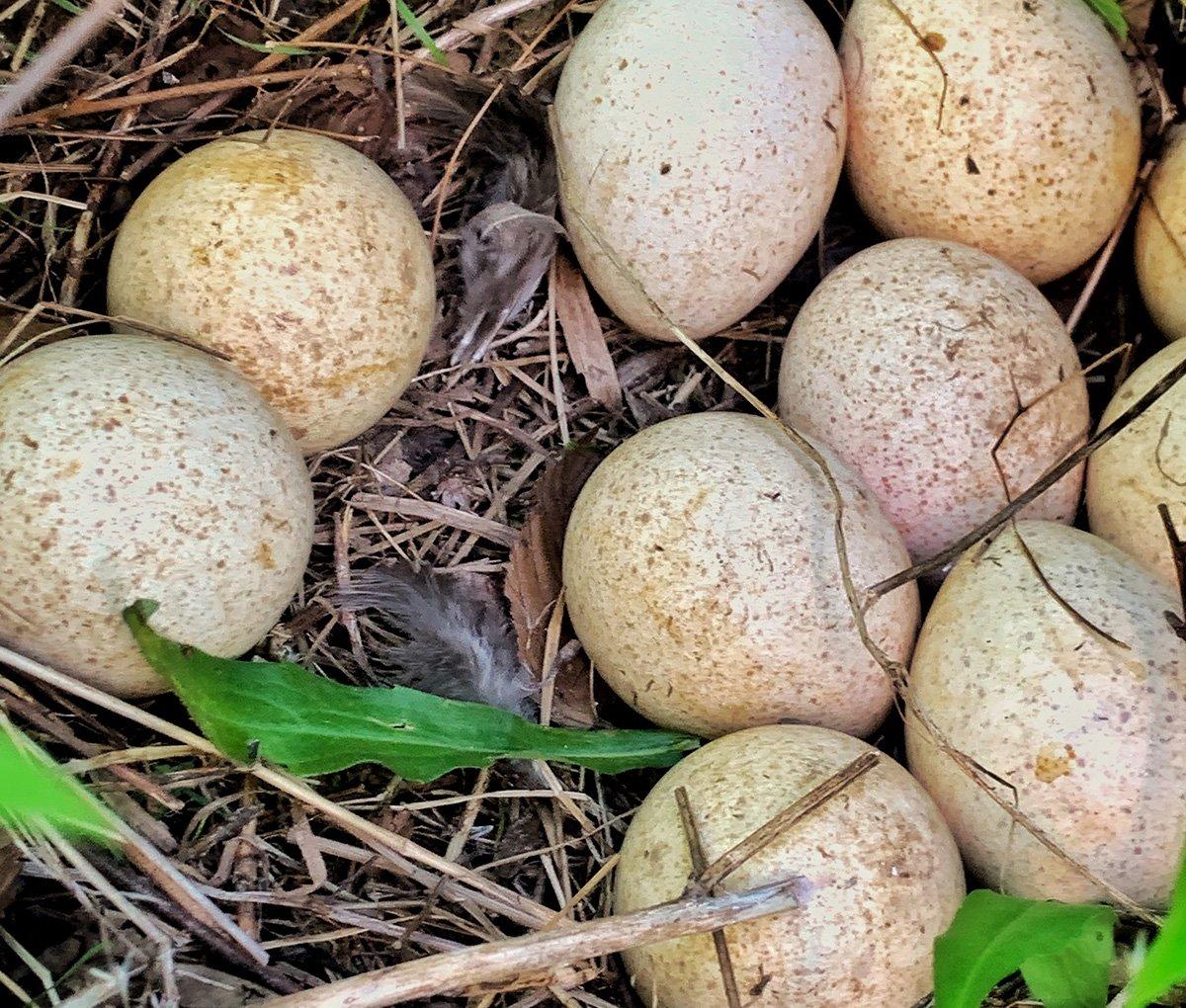 Once hatched, day-old poults will be caught and marked with a smaller device to follow them and their brood hen. (© Bill Konway photo)