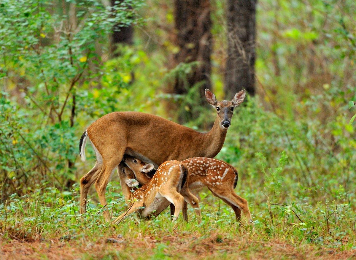 A doe patiently standing as her fawns nurse is a sign of good fawning and security cover and all is well with the dirt. (Ron Jolly photo)