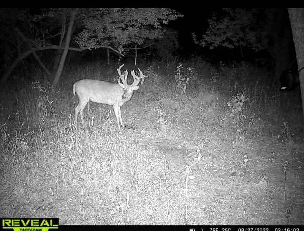 It had been over a month and a half since Vivone had gotten a photo of the buck.