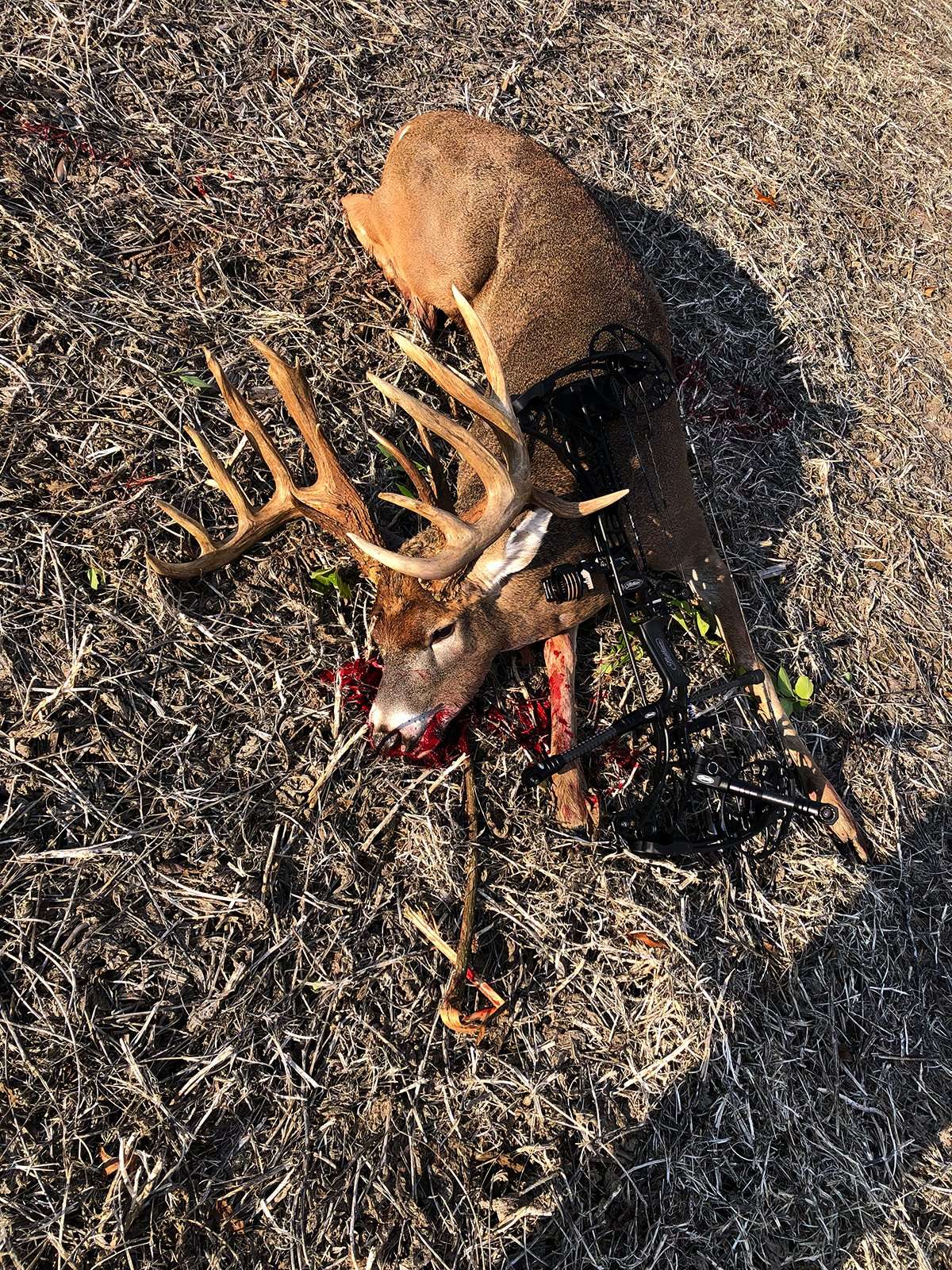 Less than a minute expired between first sight of the buck and the time it was down. Less than a minute expired between first sight of the buck and the time it was down.