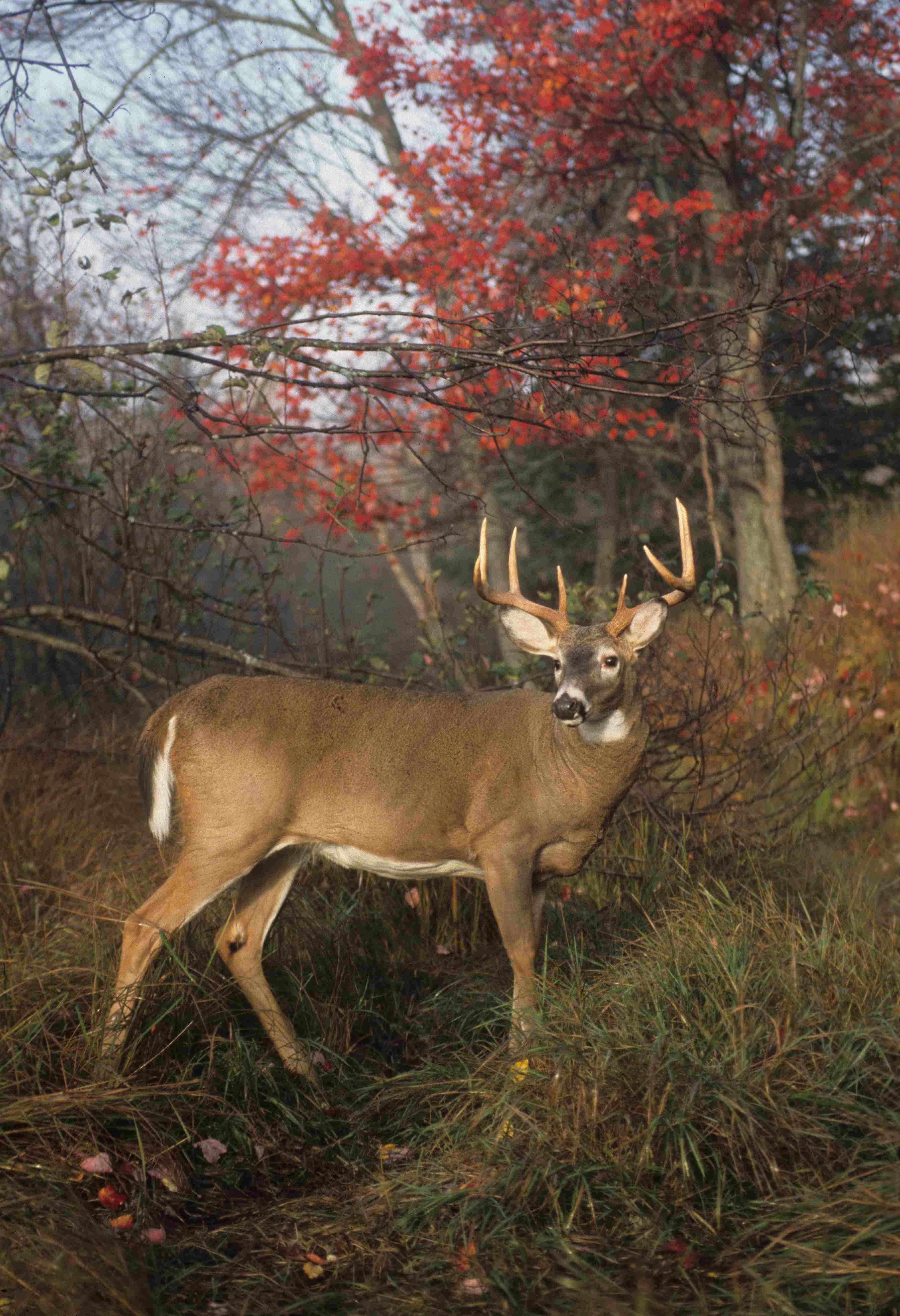 3 1/2-year-old buck
