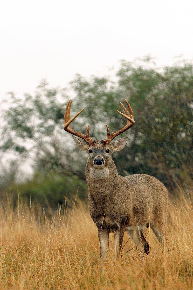 A Beginner's Guide to Scoring a Deer