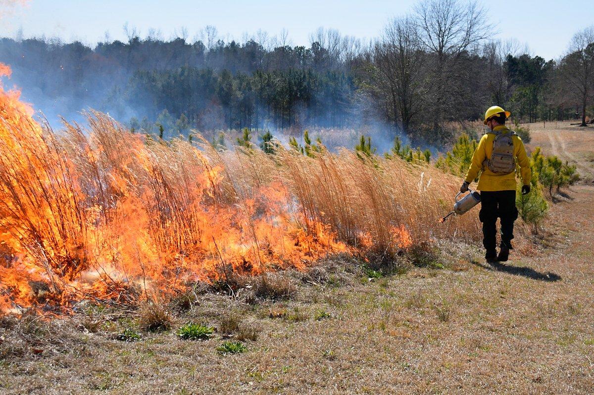 Old pasture land allowed to revert to native vegetation is managed with controlled fire and mowing. (Tes Randle Jolly photo)