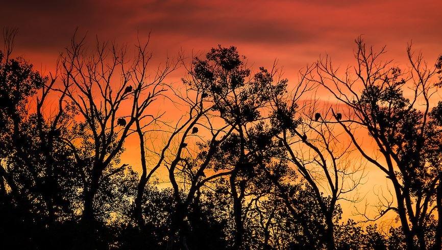  Scatter fall turkeys off roosts (Realtree/Heartland Bowhunter photo)