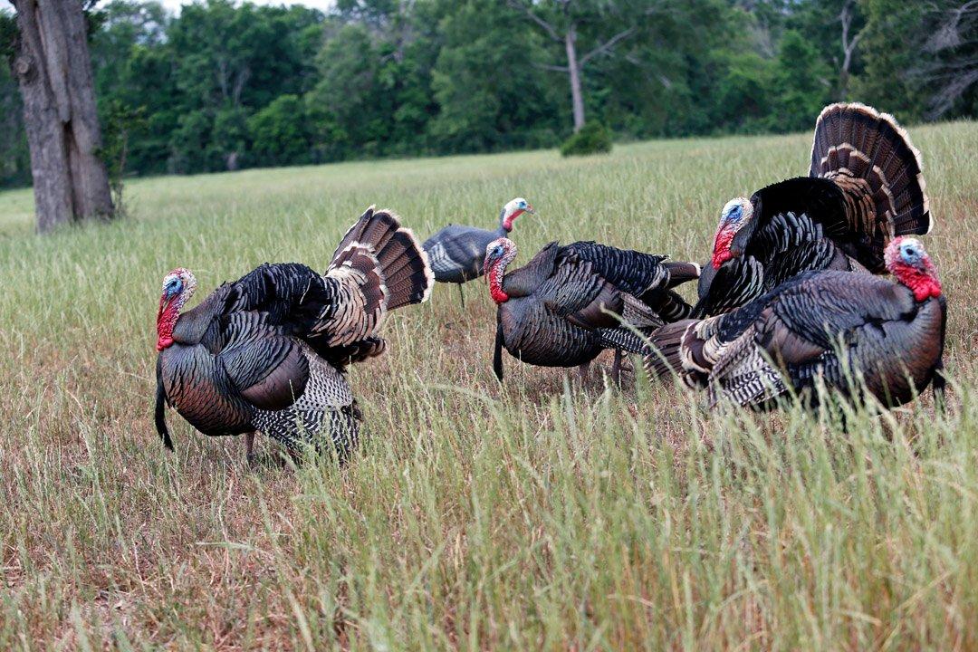 Turkey Hunting with the .410 - Realtree Camo