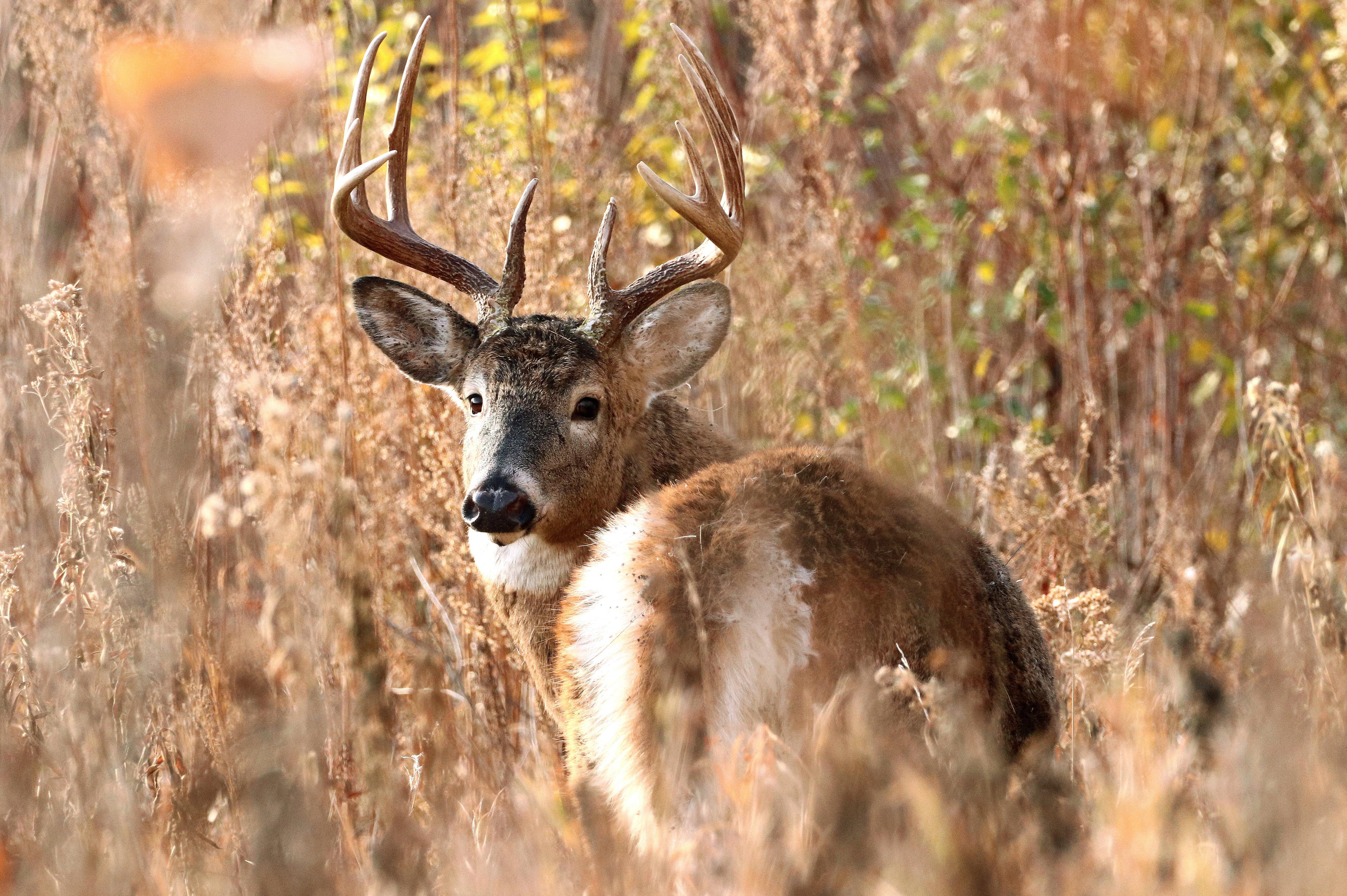 Image: 4_week_plan_4