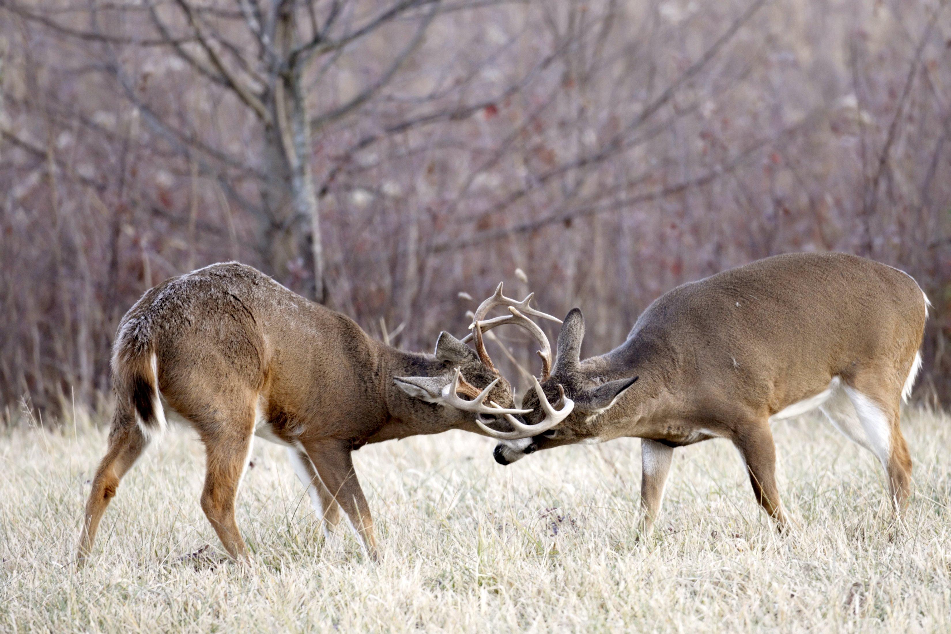 Image: 4_week_plan_6