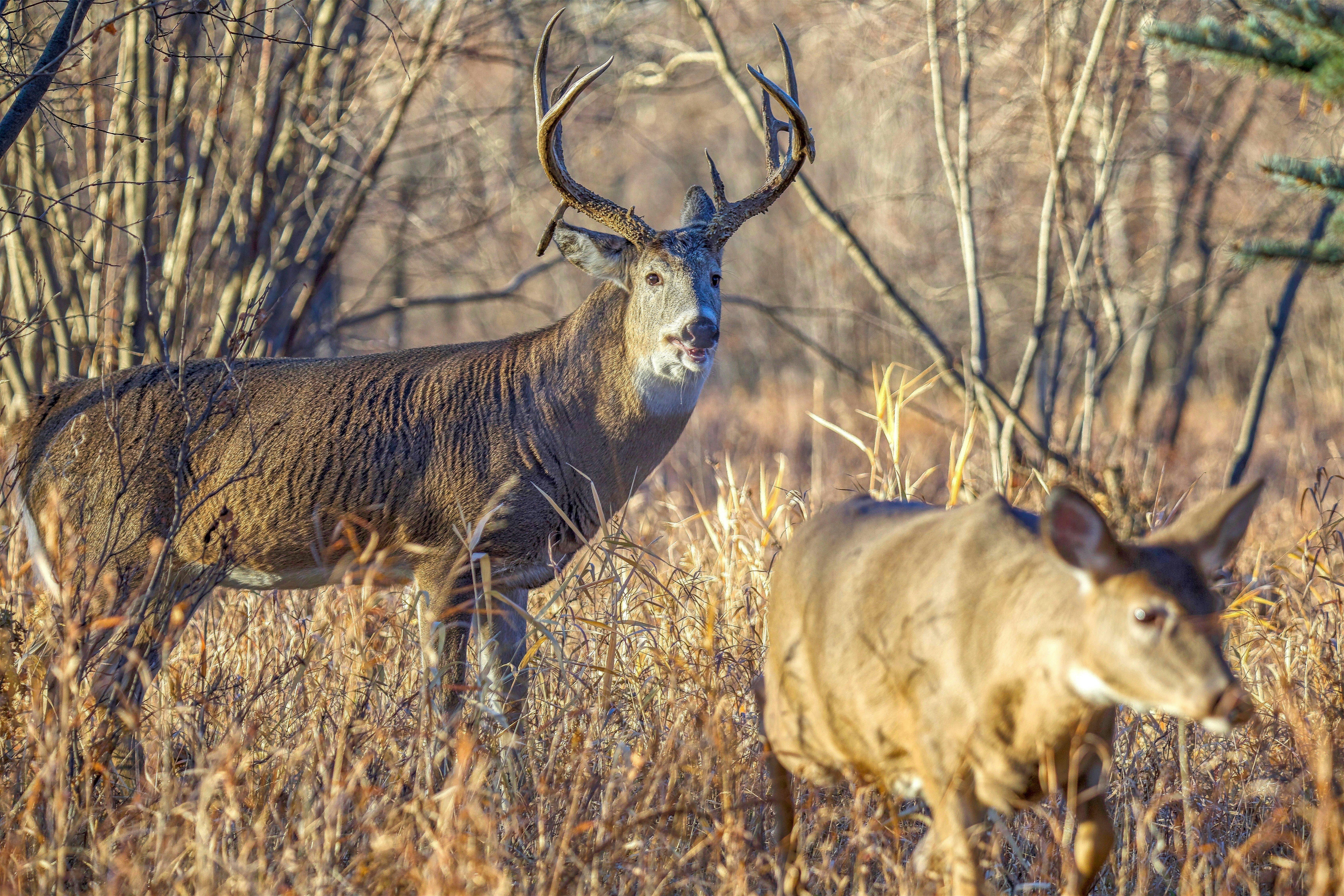 Image: 4_week_plan_7