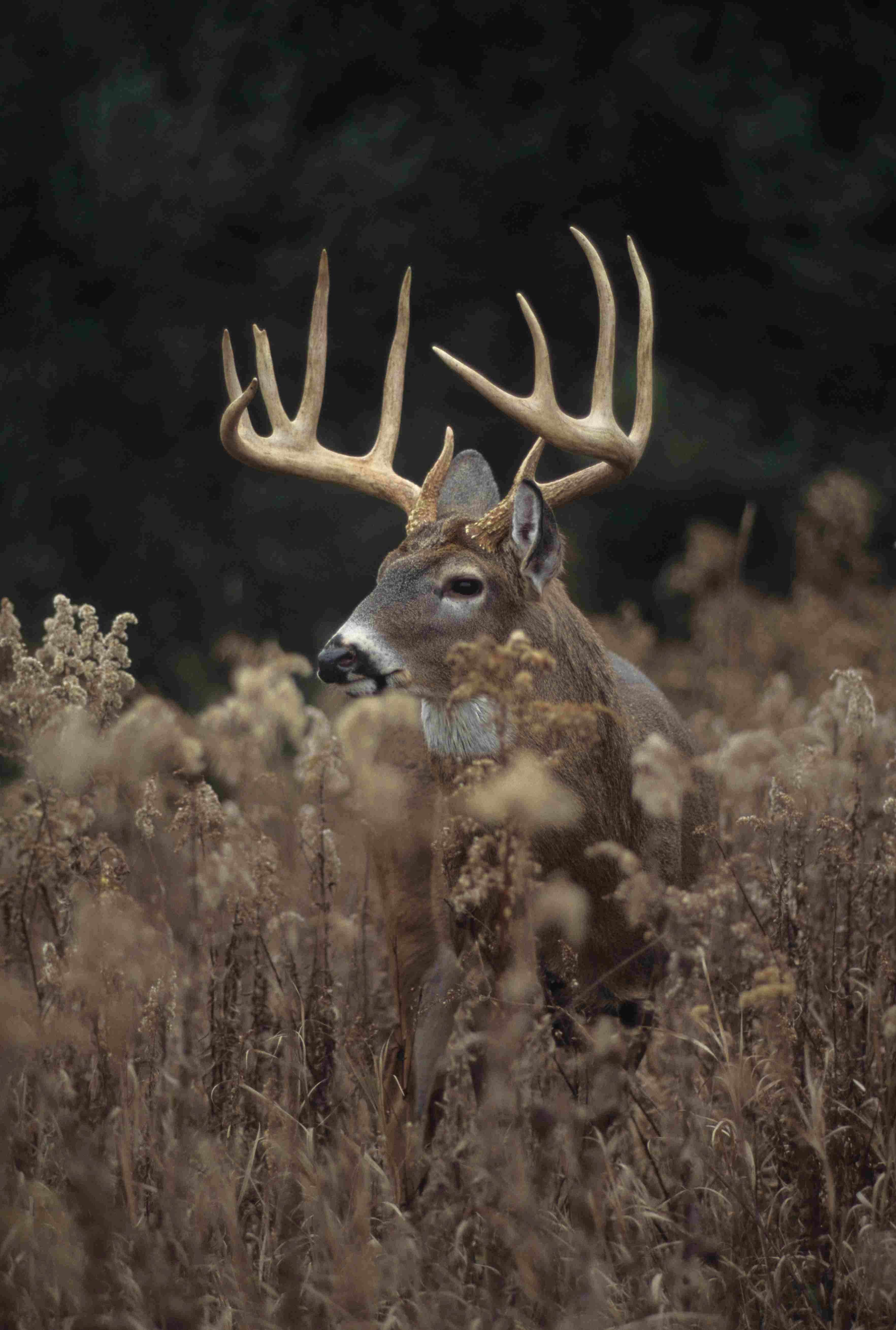 4 1/2-year-old buck