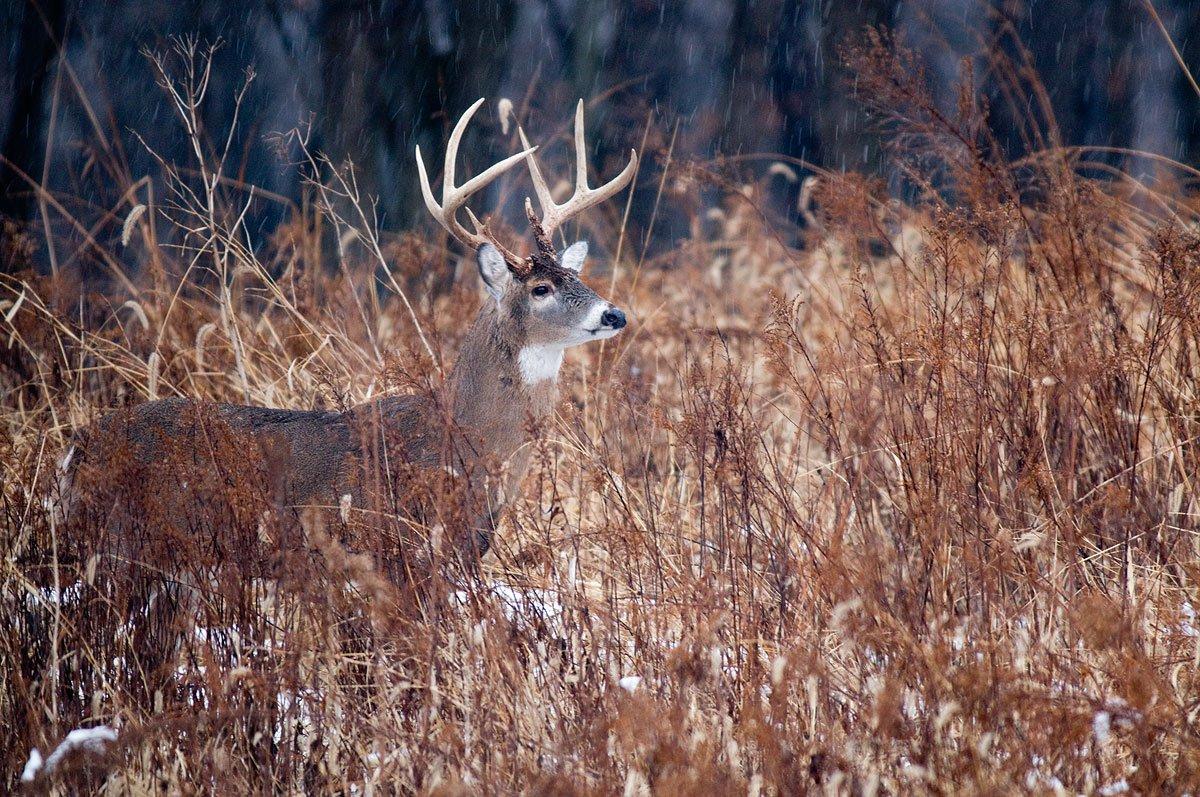 How to Score a Buck in 5 Easy Steps - Wide Open Spaces