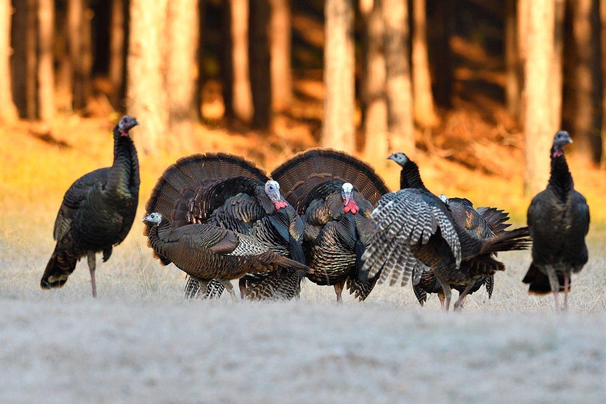 Dirt managed for mature whitetail bucks is a magnet for other wildlife such as wild turkeys. (Ron Jolly photo)