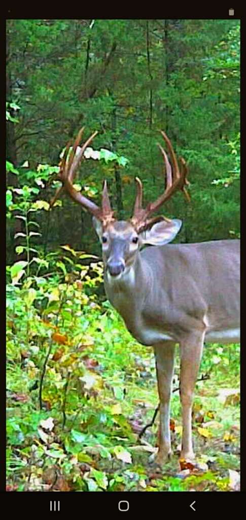 Morgan and her family had been watching the buck on trail camera since late summer.