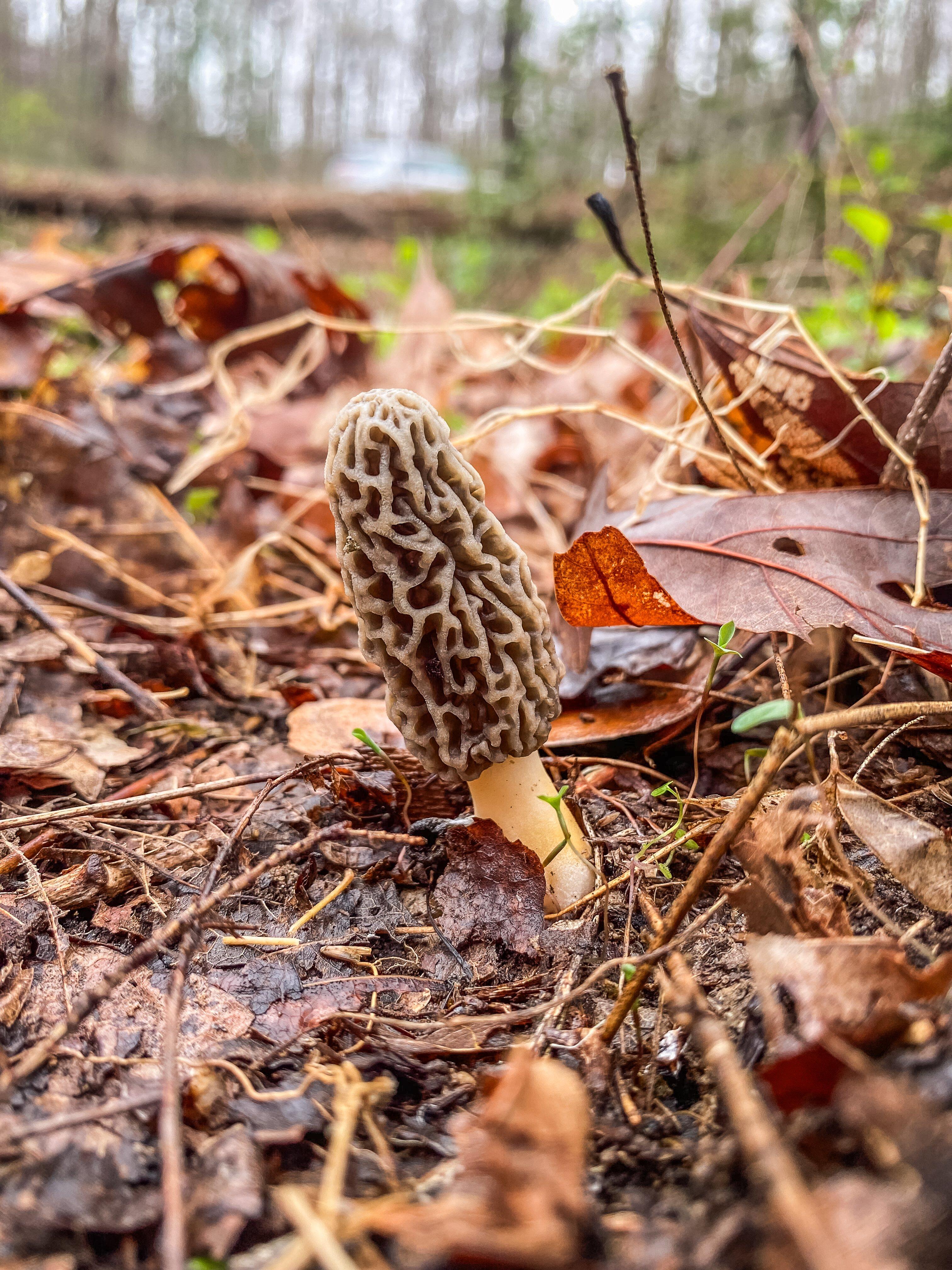 Image: 5_reason_chanterelles_1