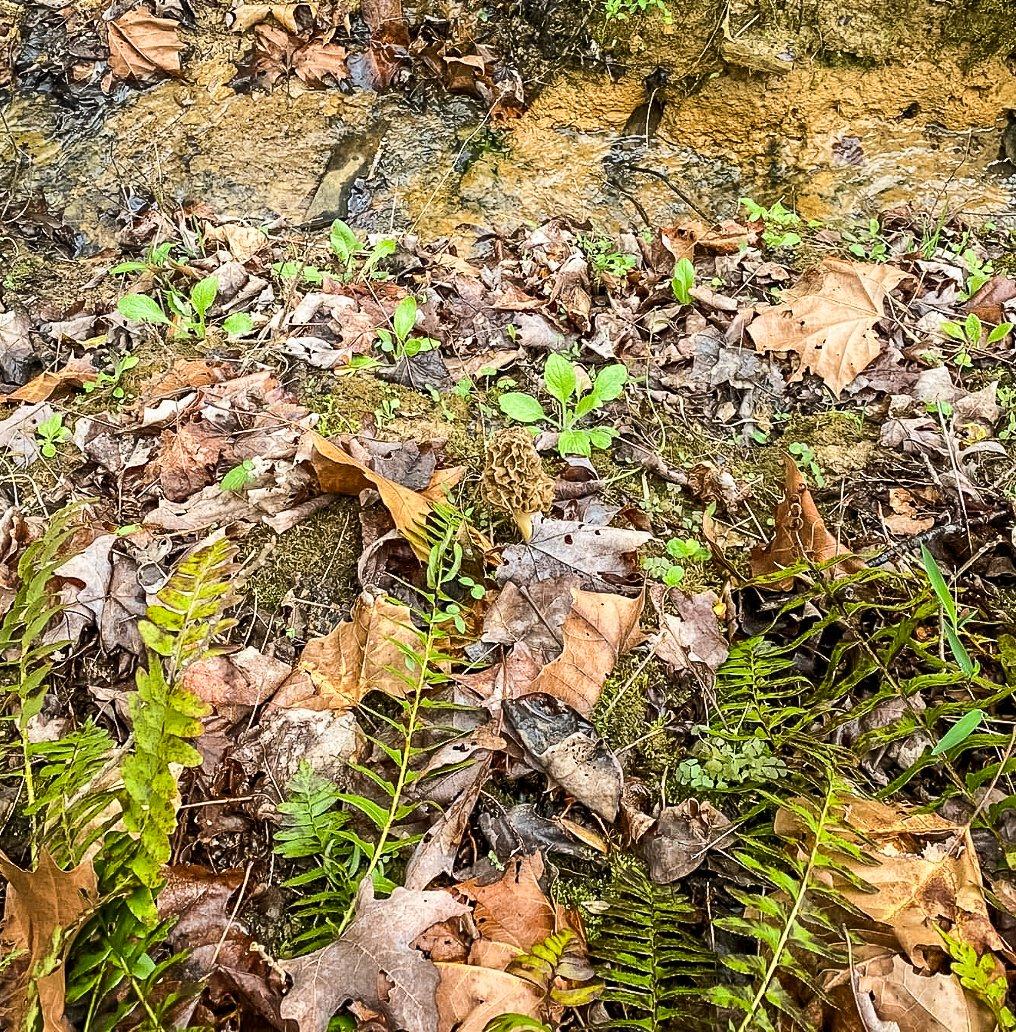 Image: 5_reason_chanterelles_11