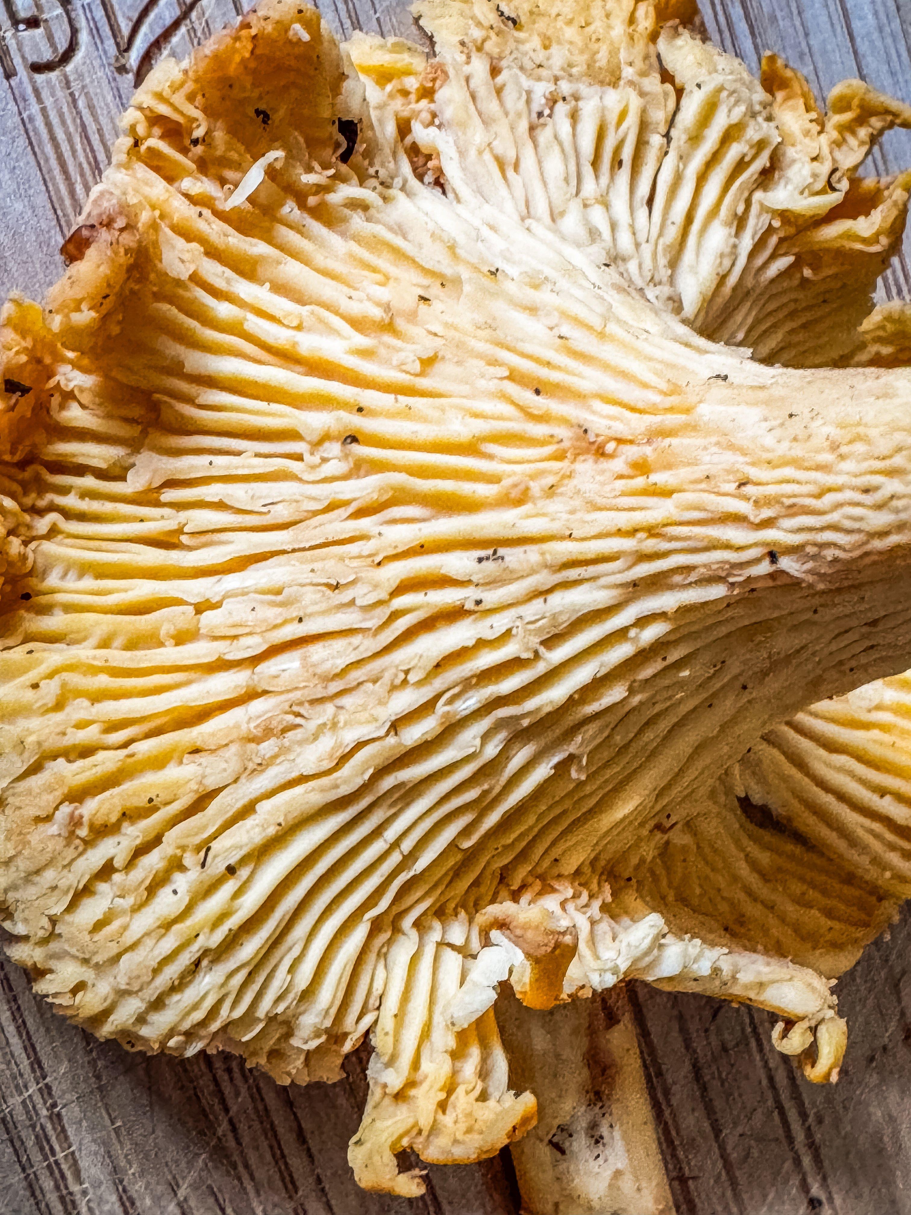 Image: 5_reason_chanterelles_4