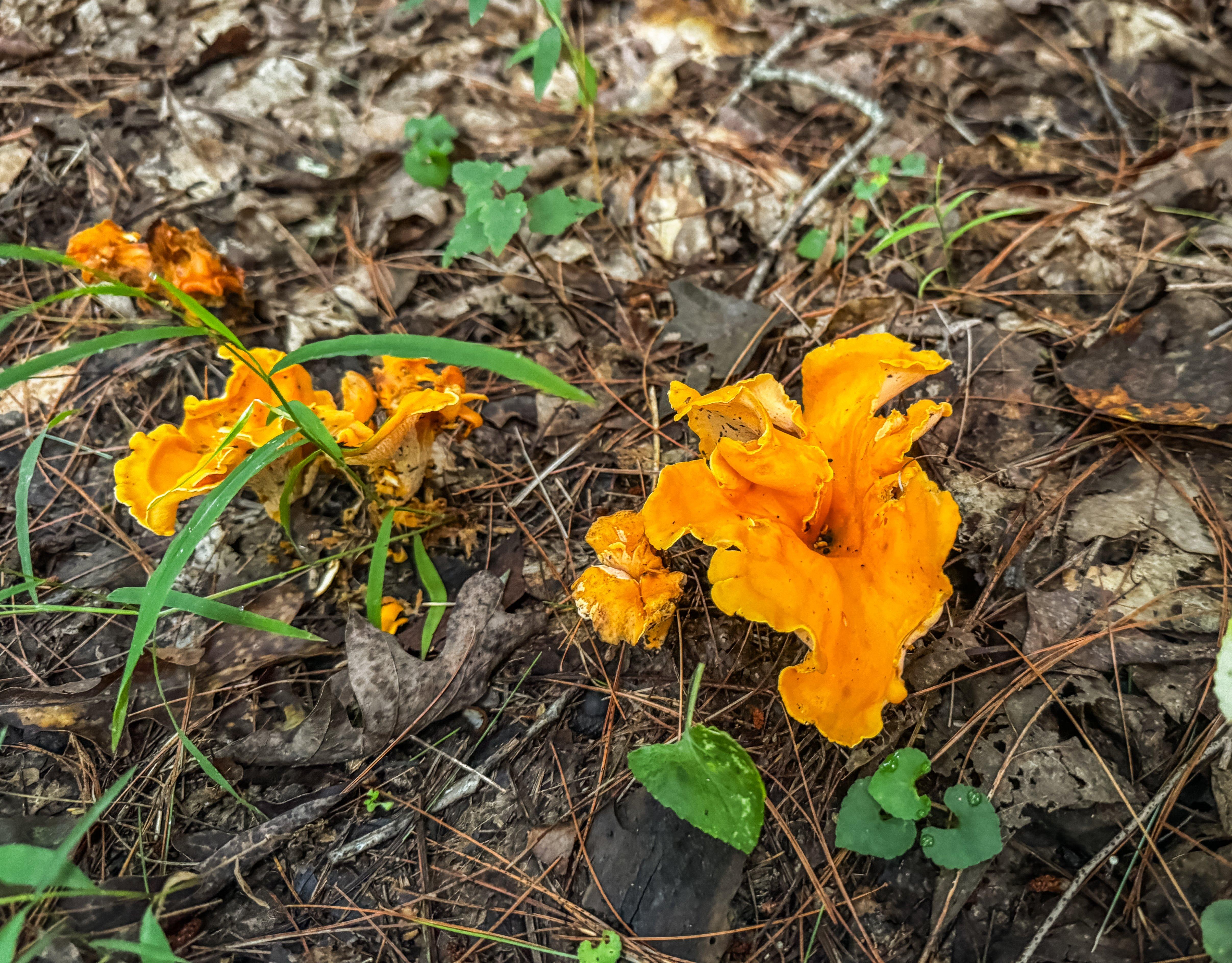 Image: 5_reason_chanterelles_5