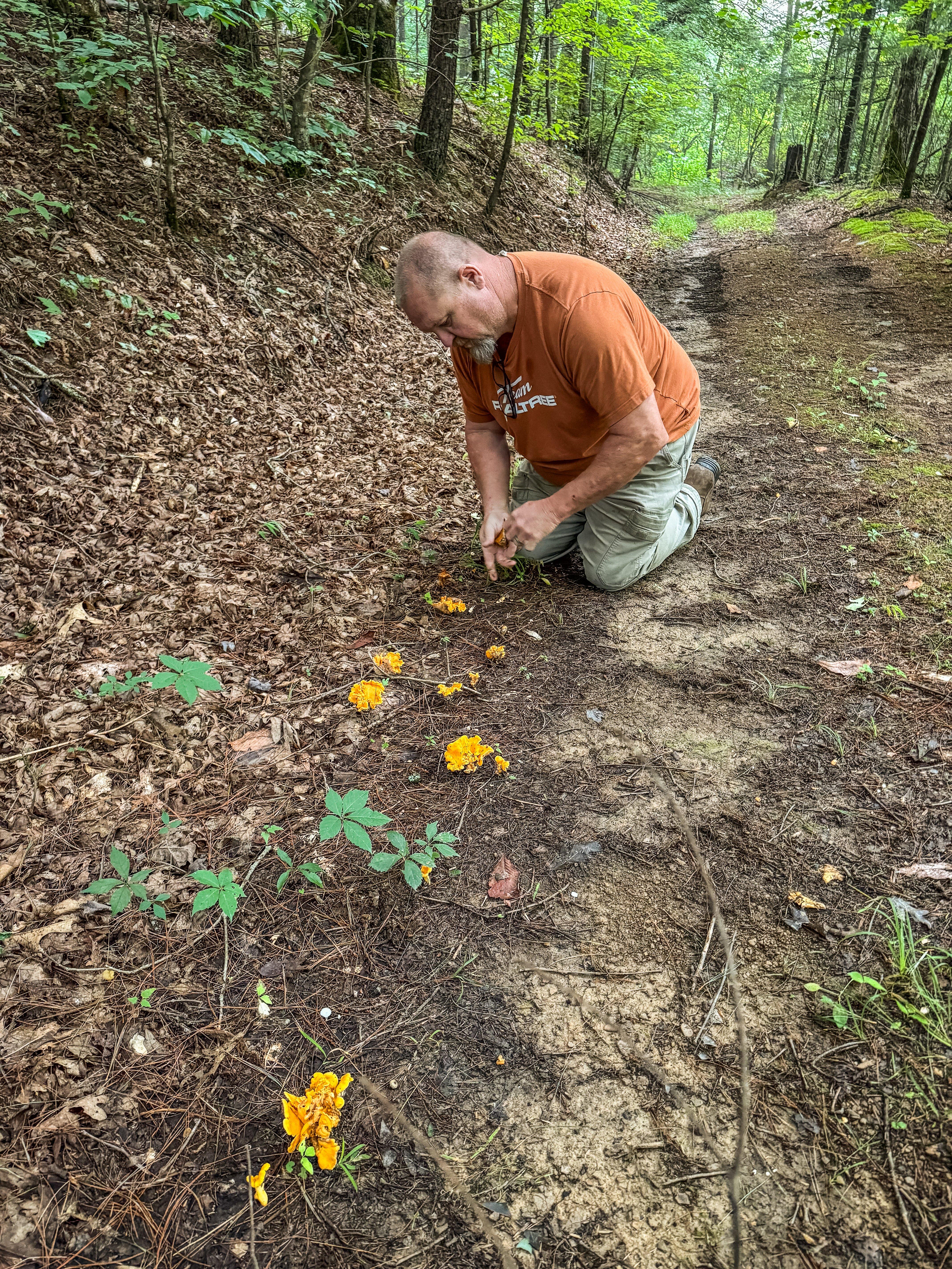 Image: 5_reason_chanterelles_6