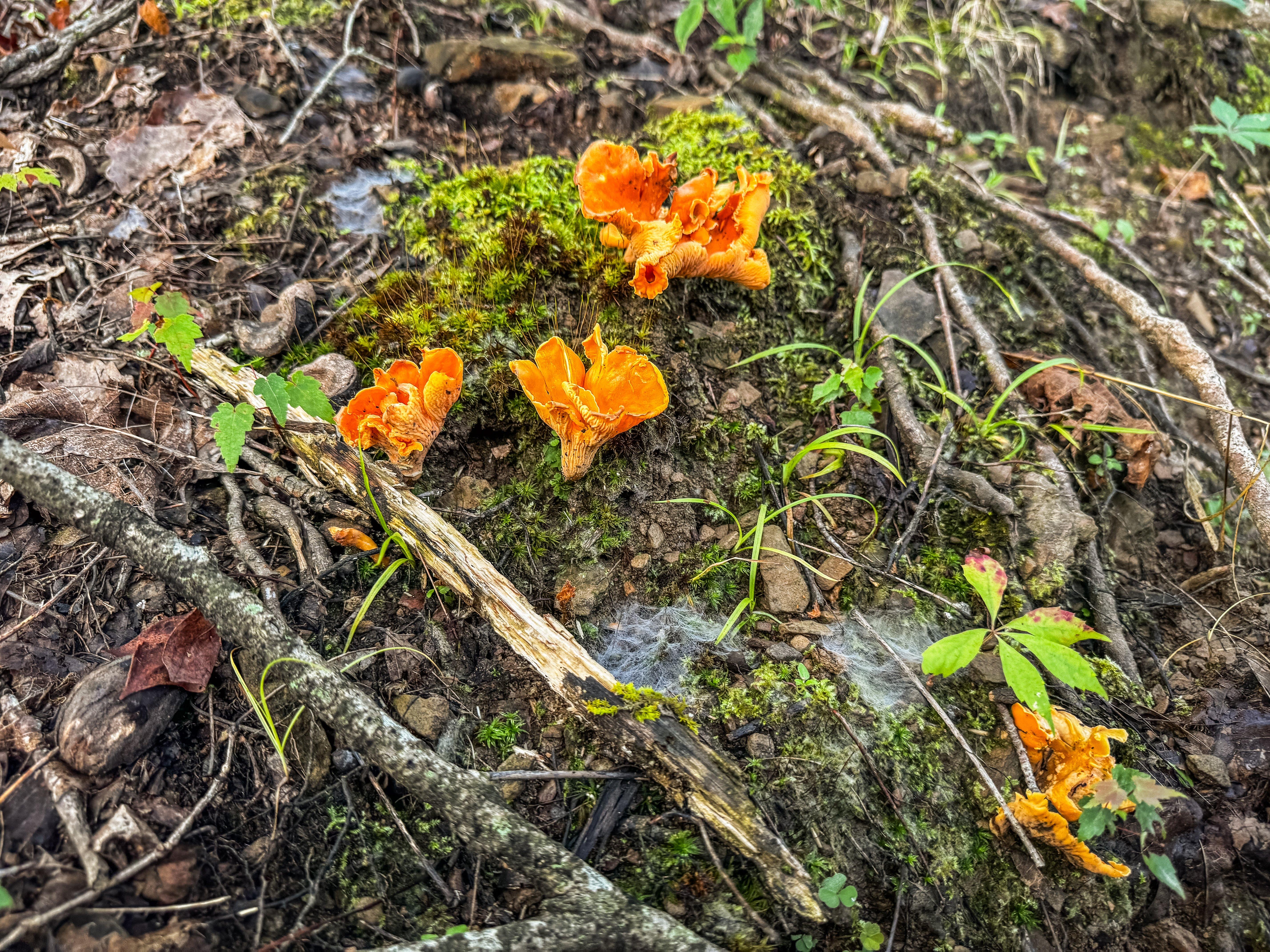 Image: 5_reason_chanterelles_7