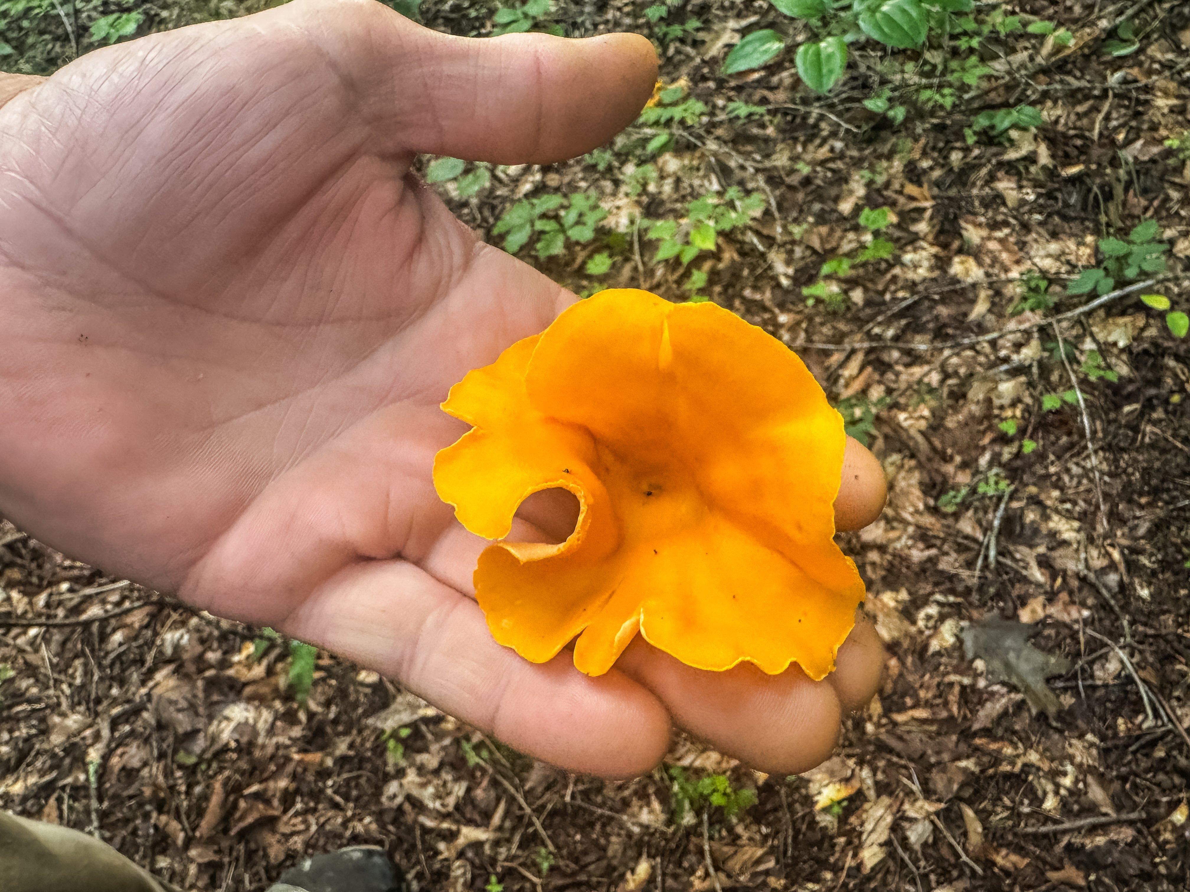 Image: 5_reason_chanterelles_8