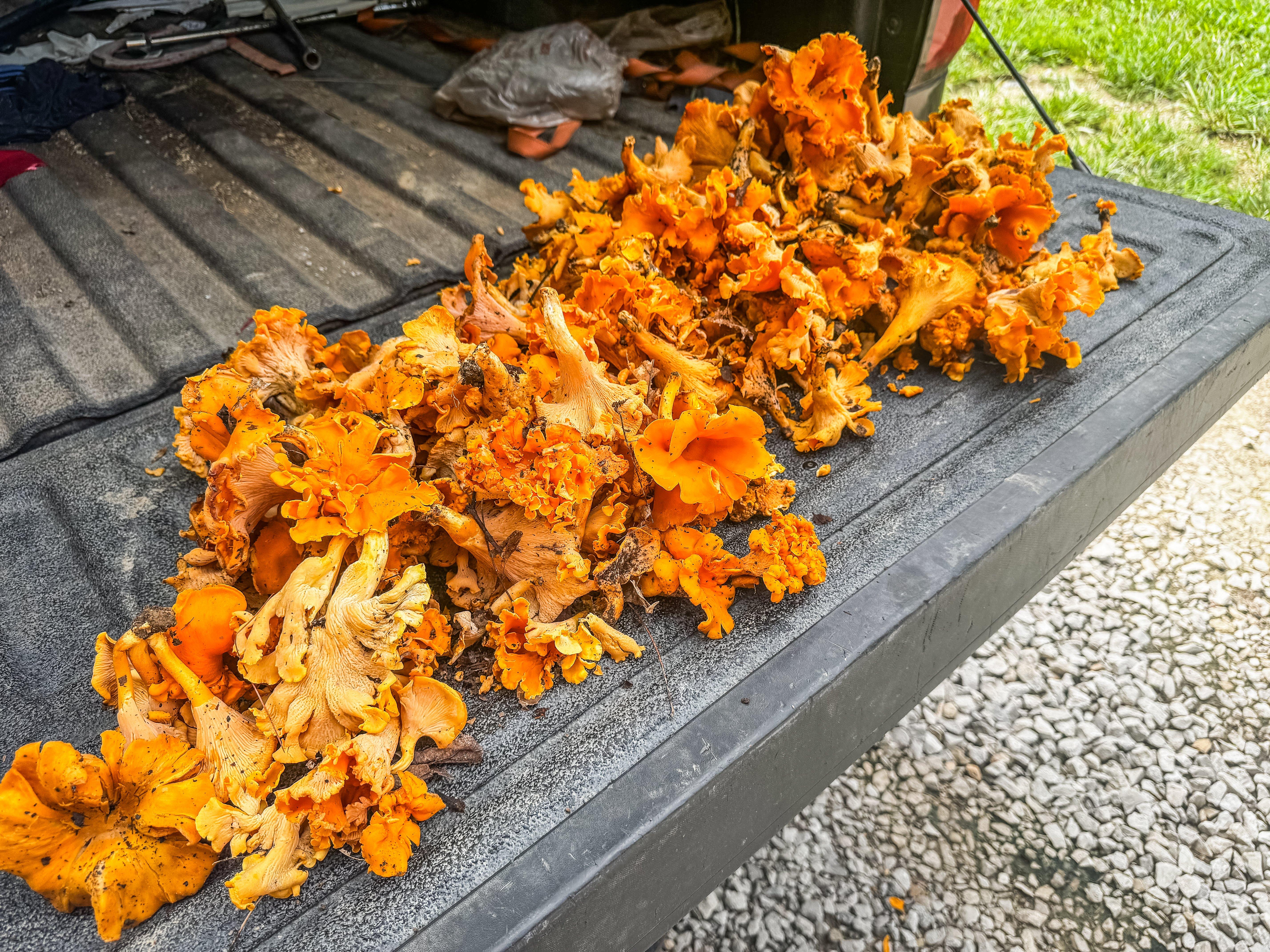 Image: 5_reason_chanterelles_9