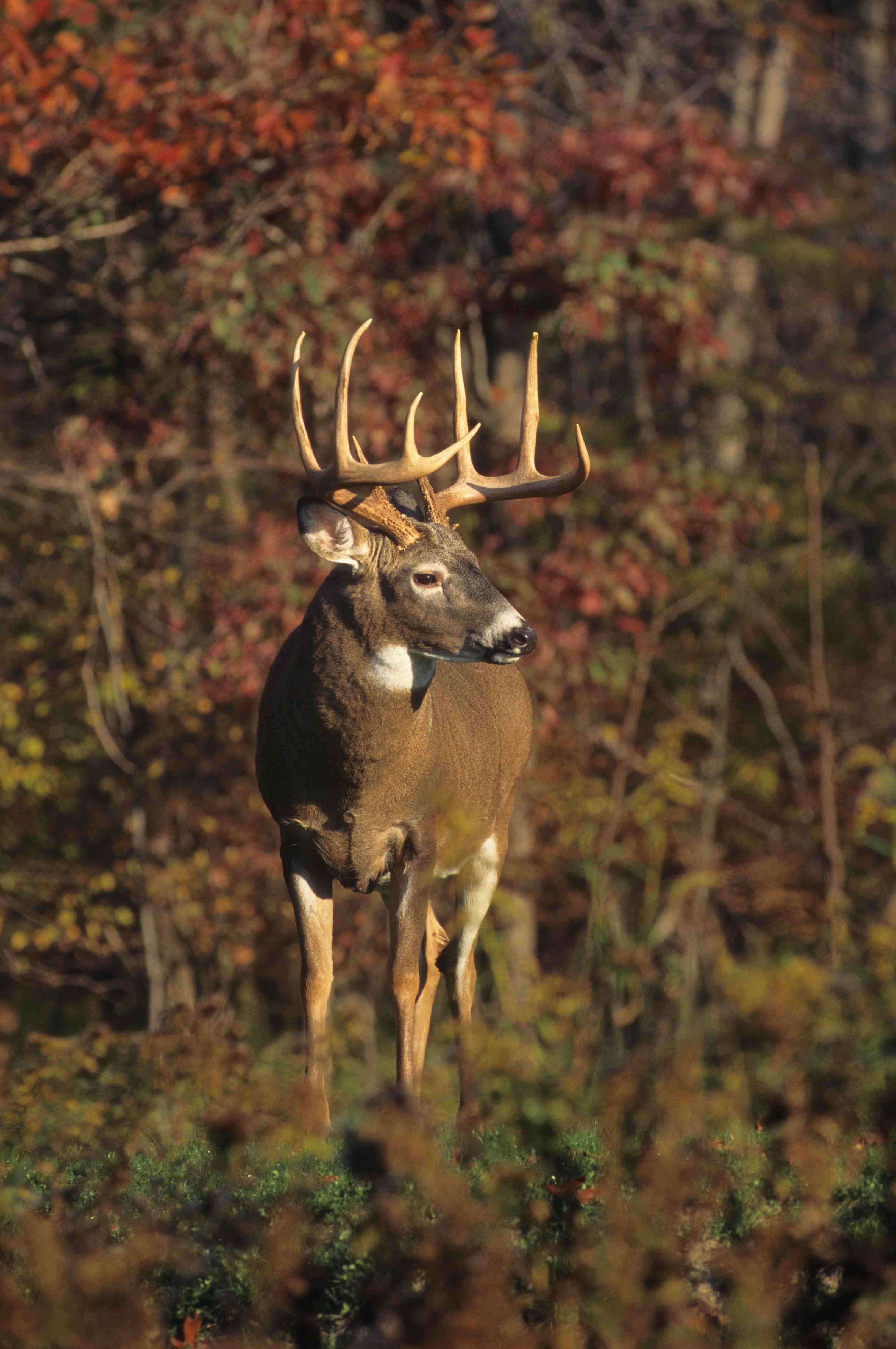 5 1/2-year-old buck