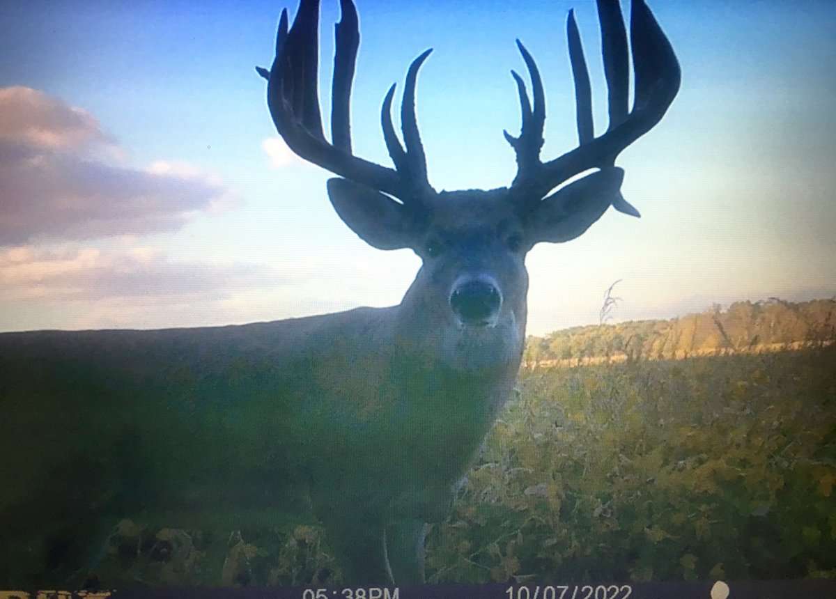 Several hunters in the area were after the buck.