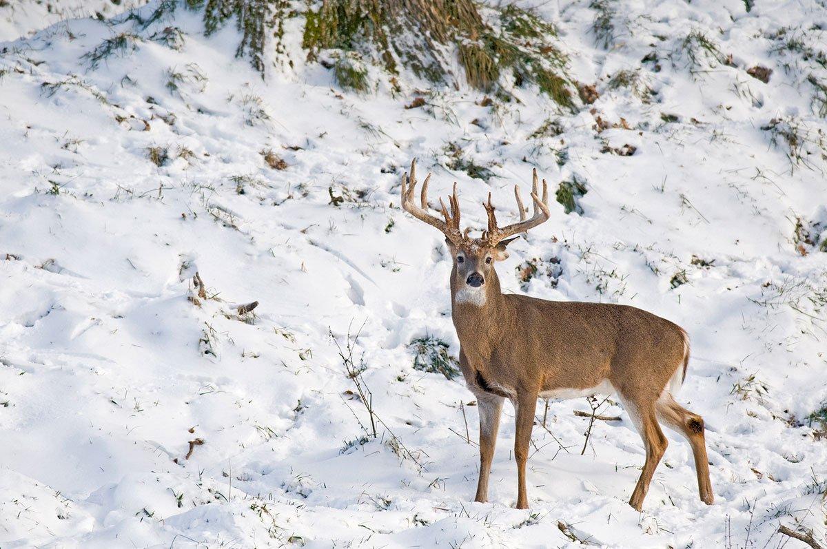 How to Score a Buck in 5 Easy Steps - Wide Open Spaces