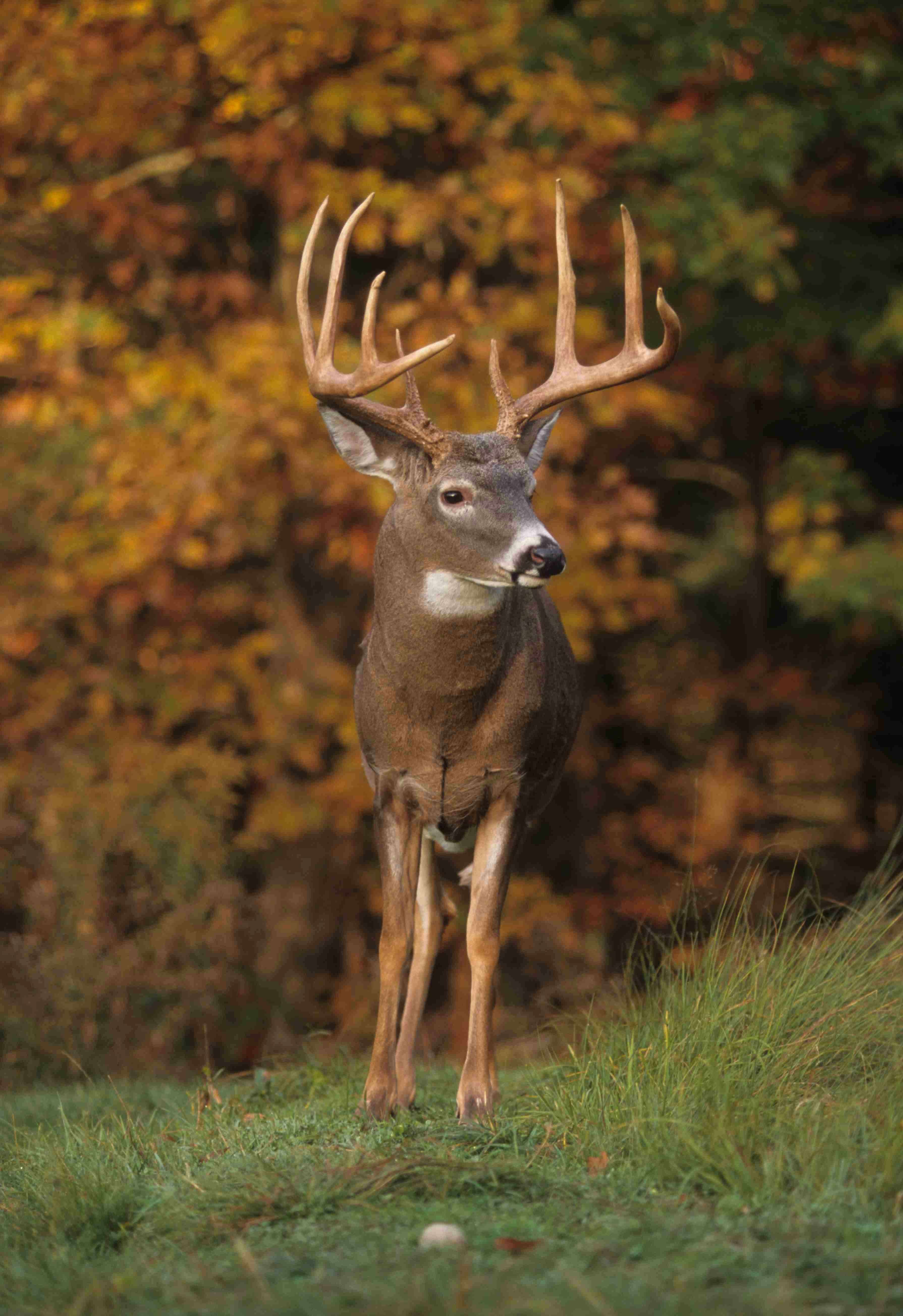 6 1/2-year-old buck