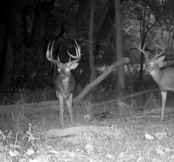 Pendley knew as soon as he saw the photos that this was a buck he wanted to target. Pendley knew as soon as he saw the photos that this was a buck he wanted to target.