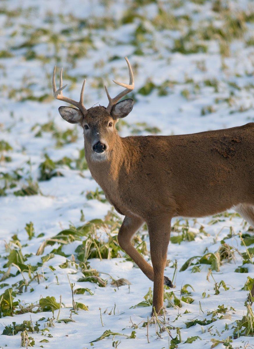 The Scoring & Field-Judging of the White-tailed Buck