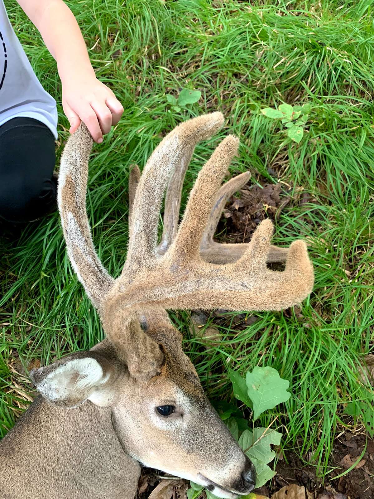 Still in velvet, Culbreth's buck had nice mass and tine length.