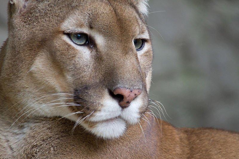 Cougar Attacks 6-Year-Old Boy