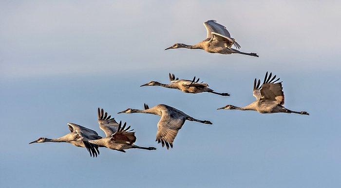 Some Alabama hunters will be eagerly awaiting the sounds of sandhill cranes this fall. ©Tom Zeman-Shutterstock