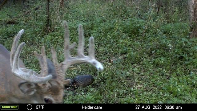 Bowman and friend Ryan Curran had seen the big buck the previous season, when an older deer ran it off the property. Photo courtesy of Jacob Bowman
