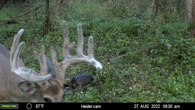 Bowman and friend Ryan Curran had seen the big buck the previous season, when an older deer ran it off the property. Photo courtesy of Jacob Bowman Bowman and friend Ryan Curran had seen the big buck the previous season, when an older deer ran it off the property. Photo courtesy of Jacob Bowman