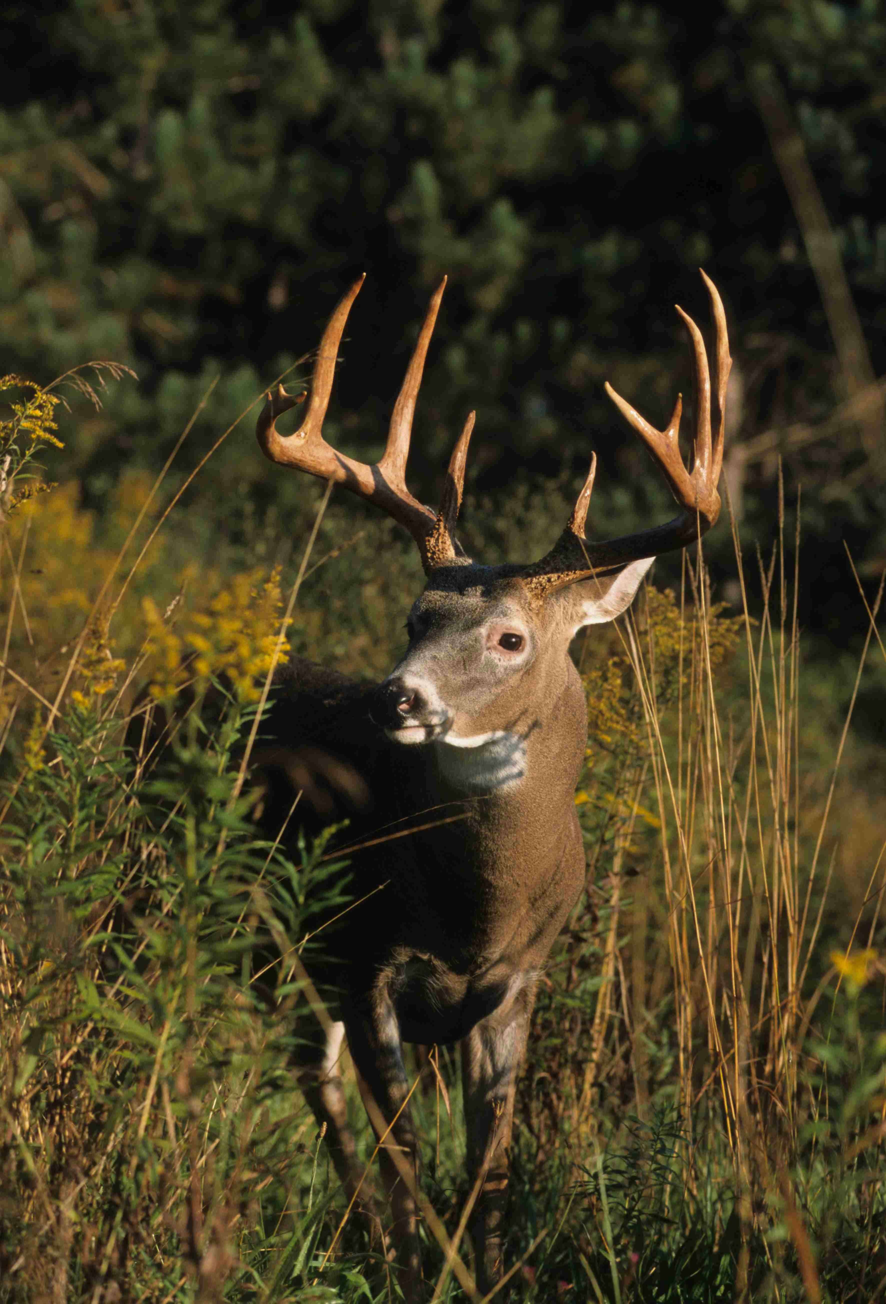 8 1/2-year-old buck