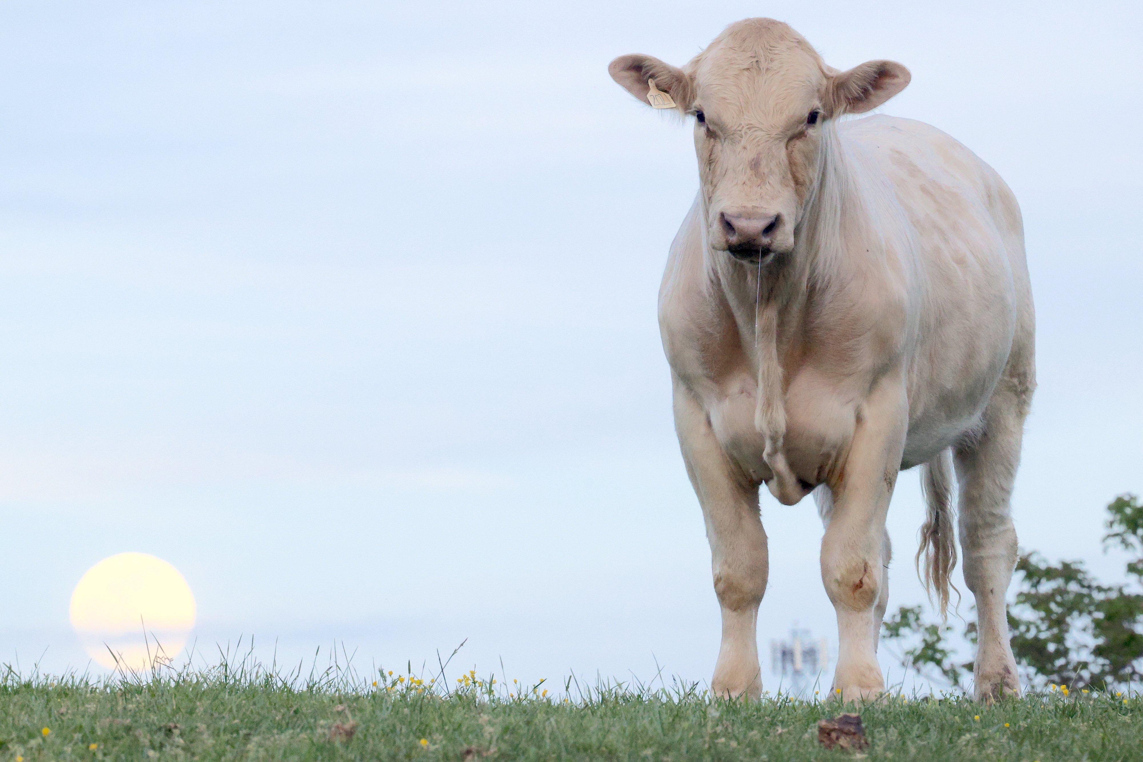 Image: Cattle-Grazing-2