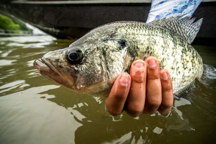 How to Crappie Fish Without a Depth Finder Image