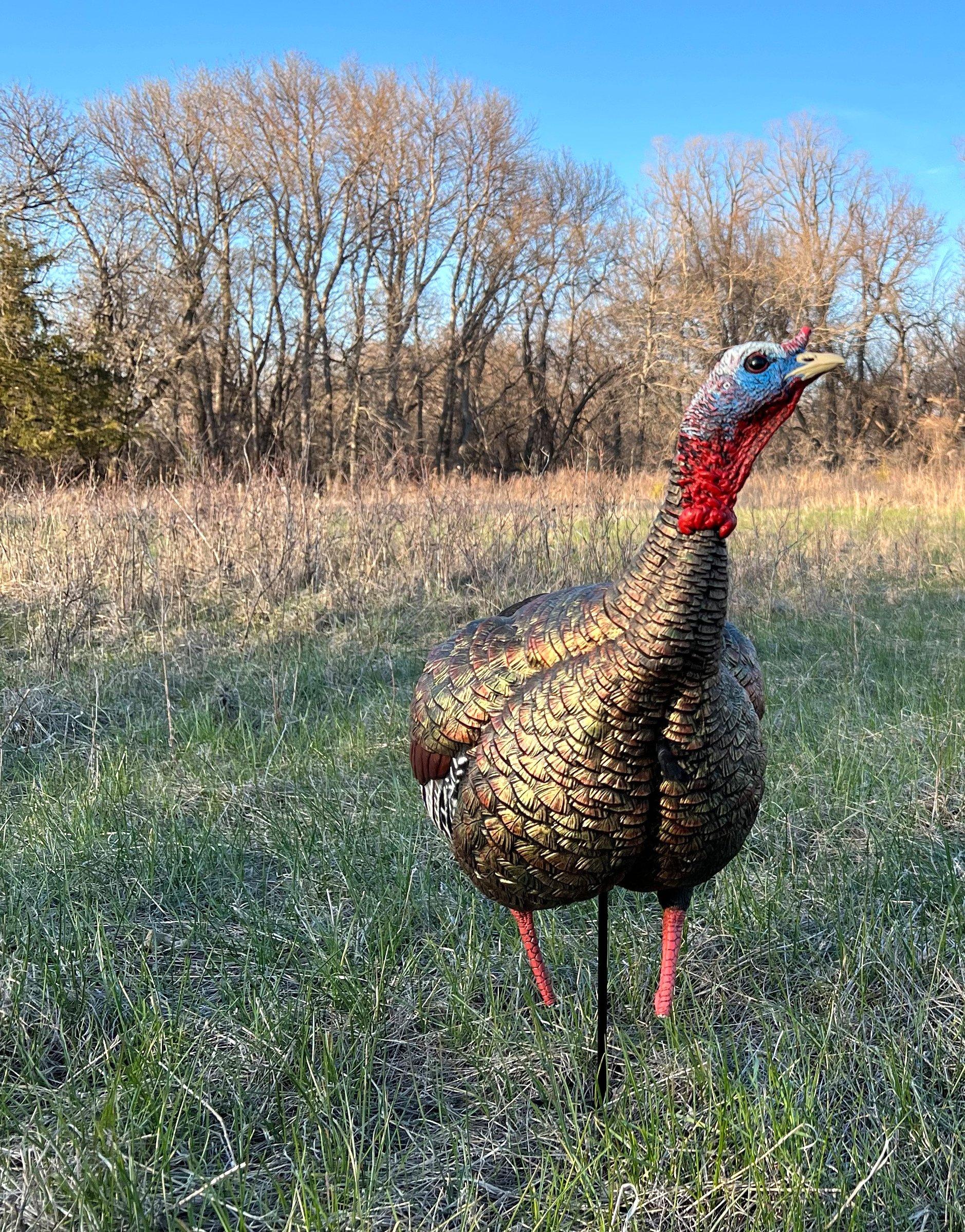 when to use turkey decoys