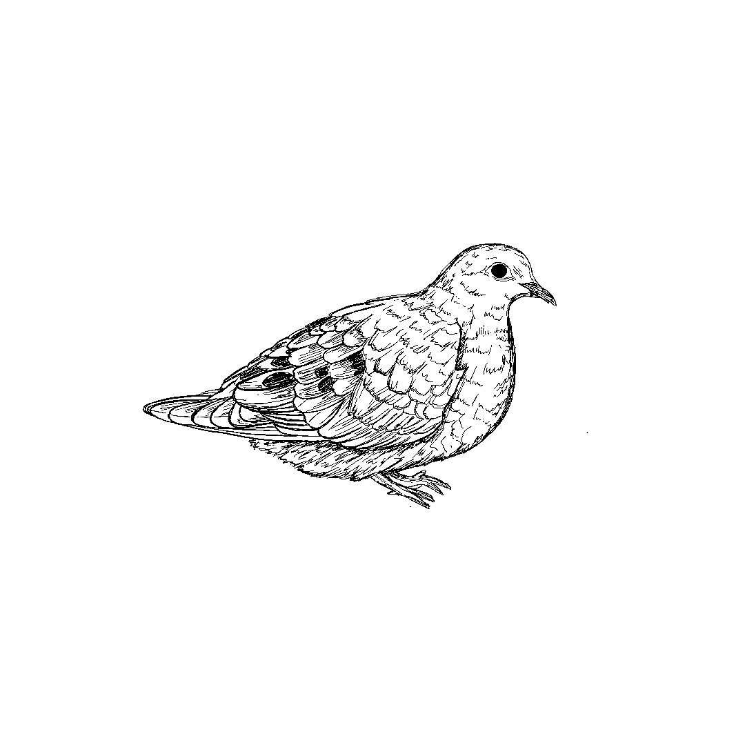 Image - Coloring Page5