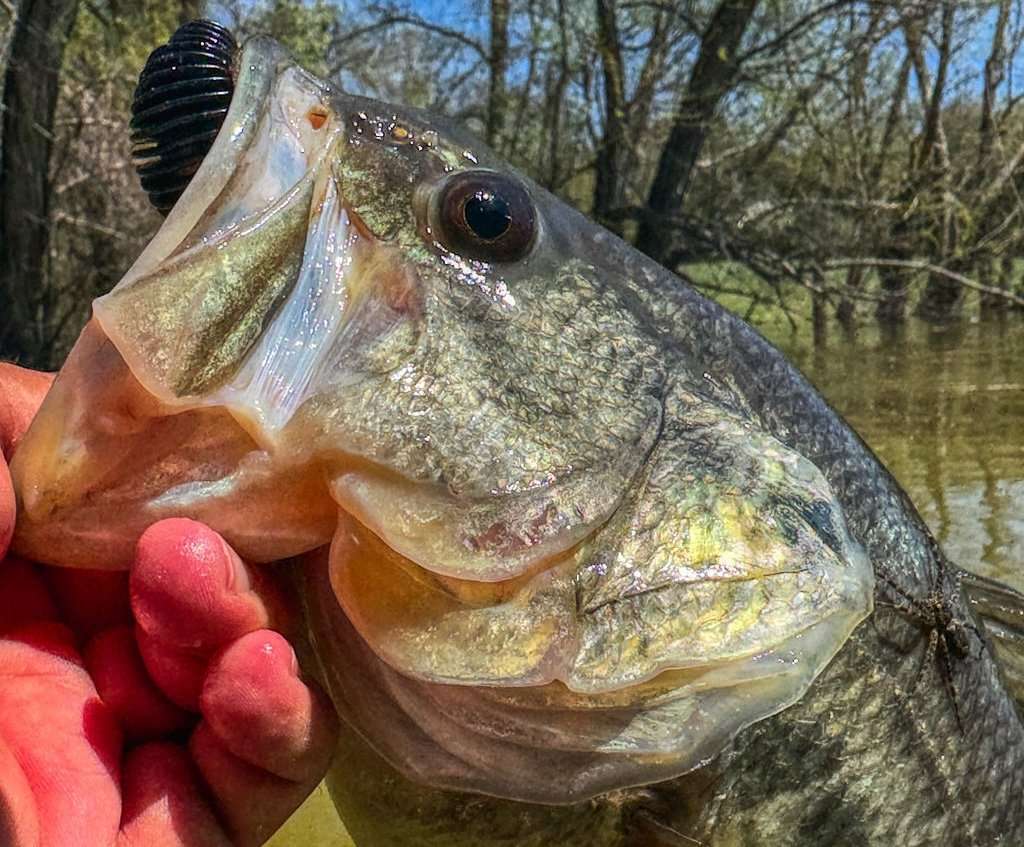 bass fishing flipping reels Go Flippin' for Big Springtime Bass