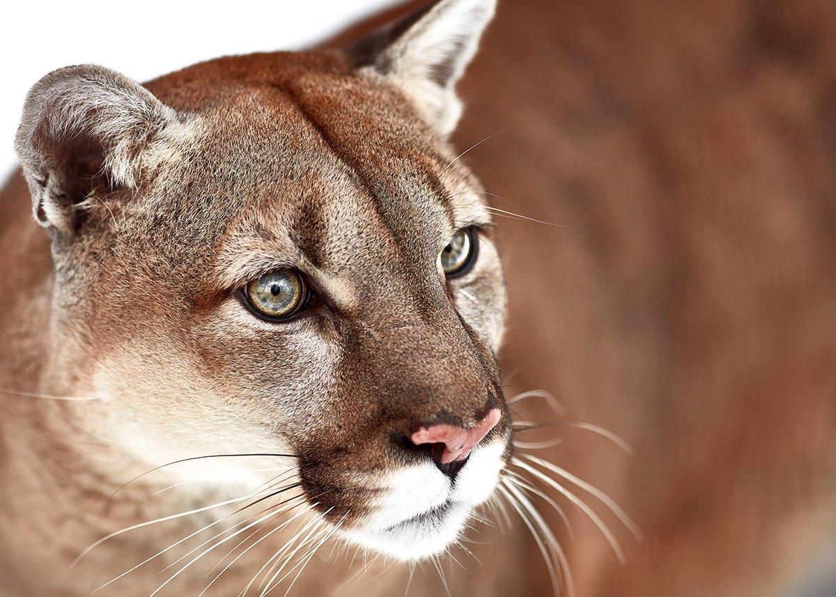 mountain lions hunting deer