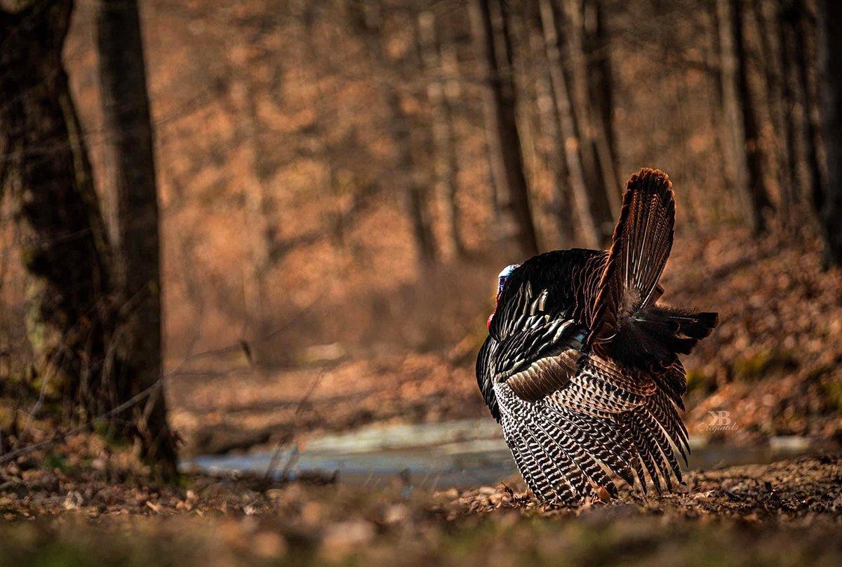 spring turkey hunting wallpaper