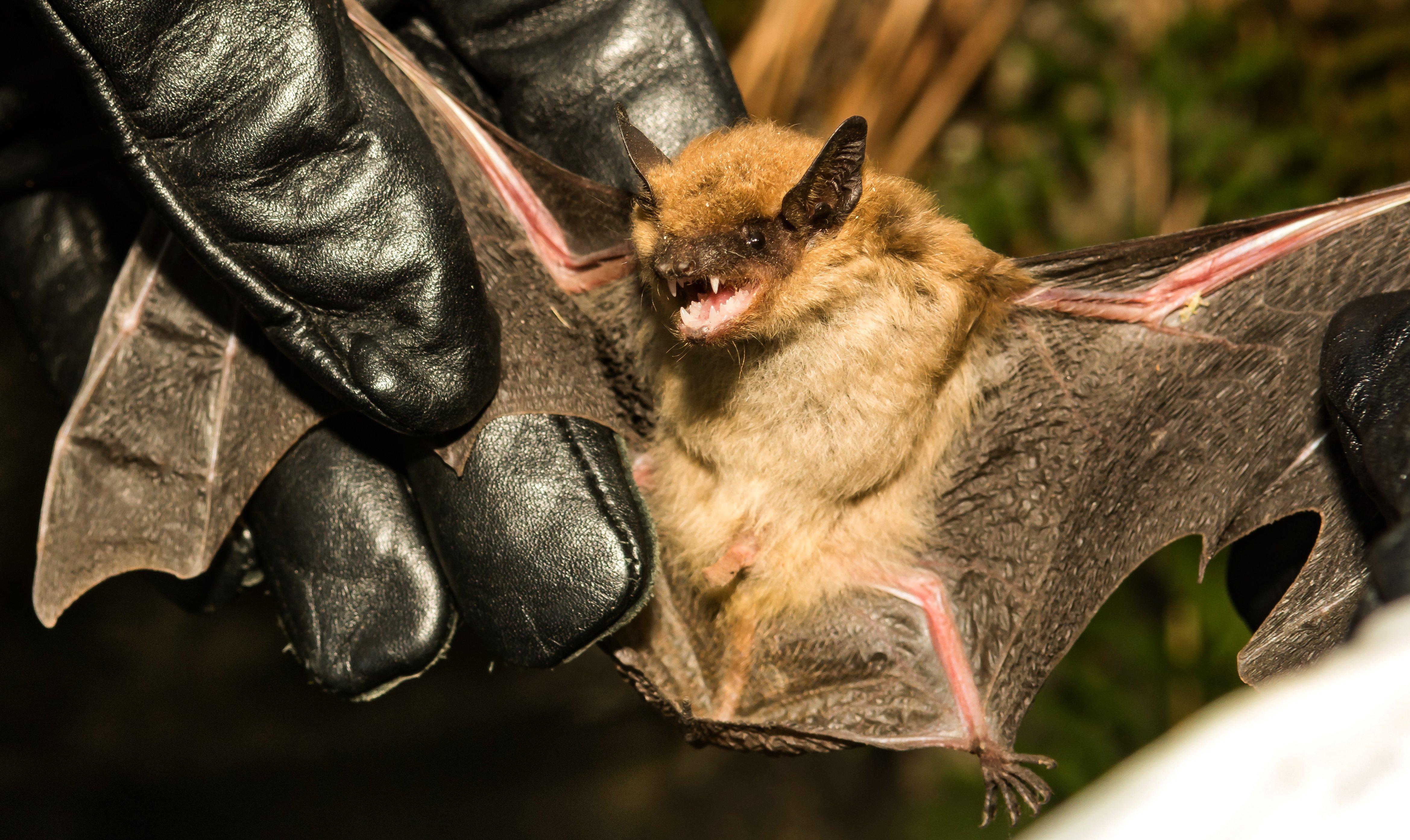 Image: ImageBy-Jay-Ondreicka-big-brown-bat_3