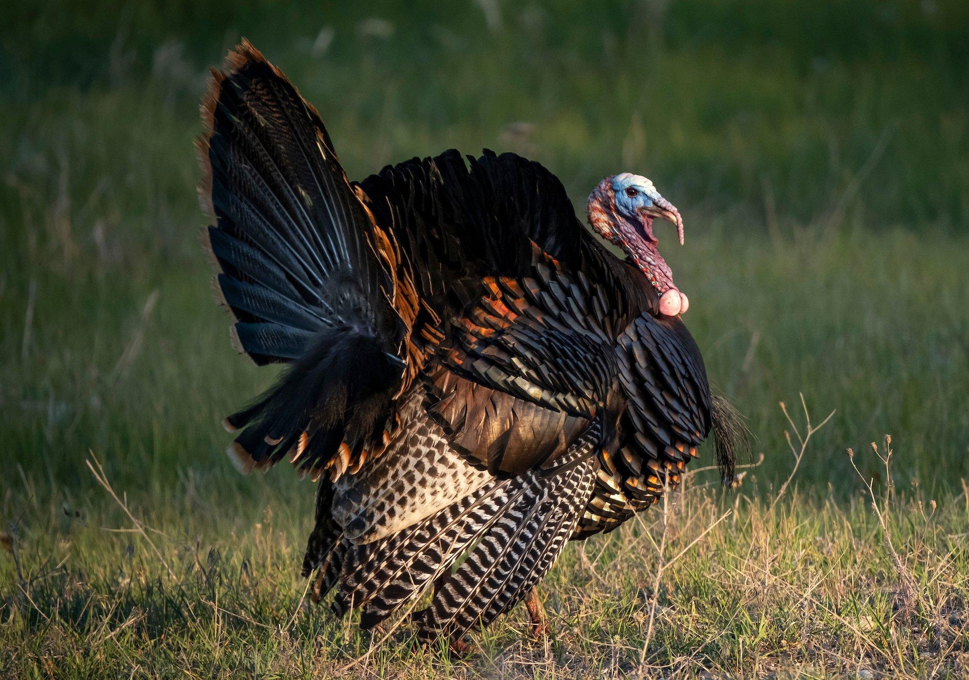 Is a Hunting Trip for 1 Turkey Worth It? - Realtree Camo